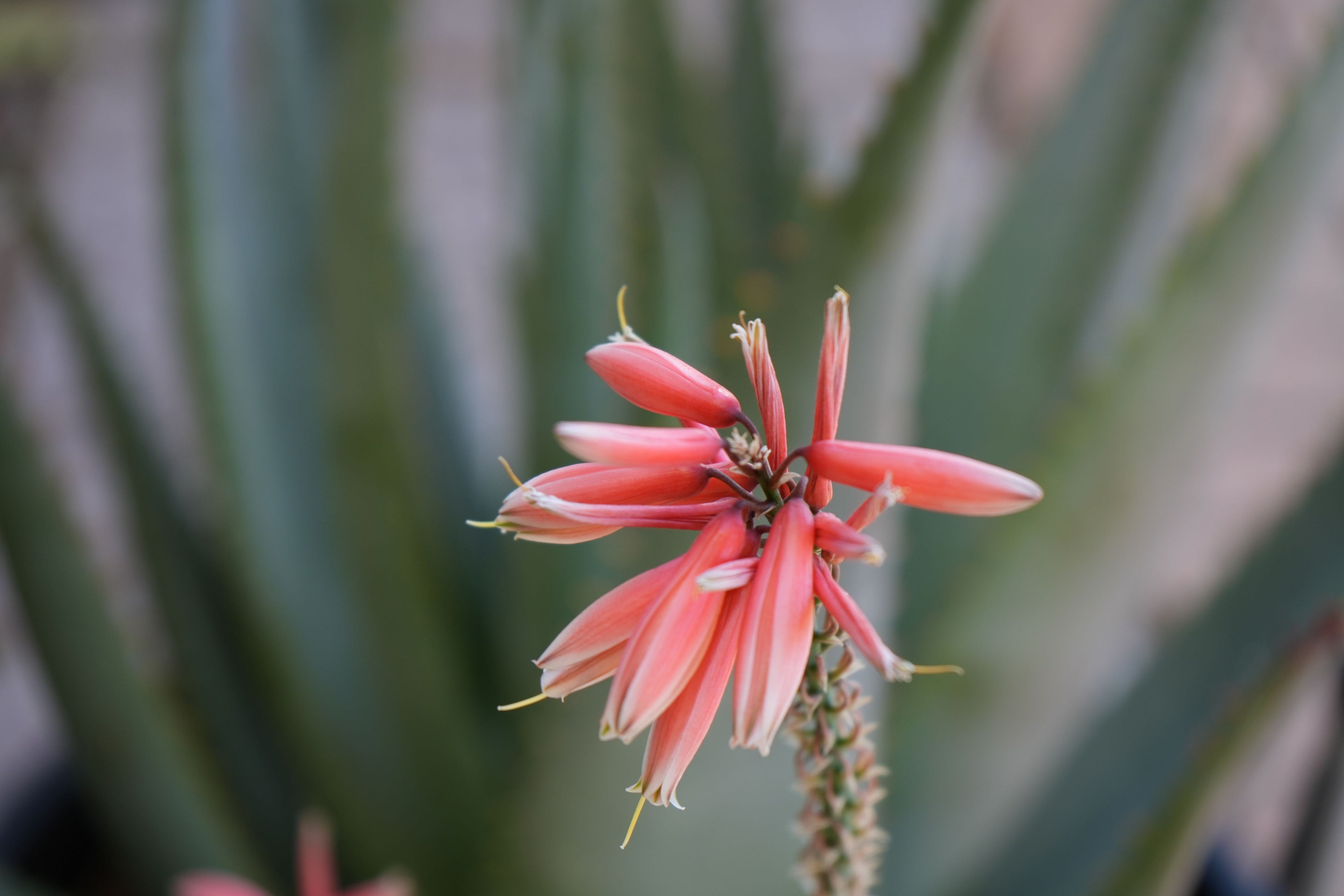 Aloe Safari Rose plant with pink tubular flowers and green succulent leaves