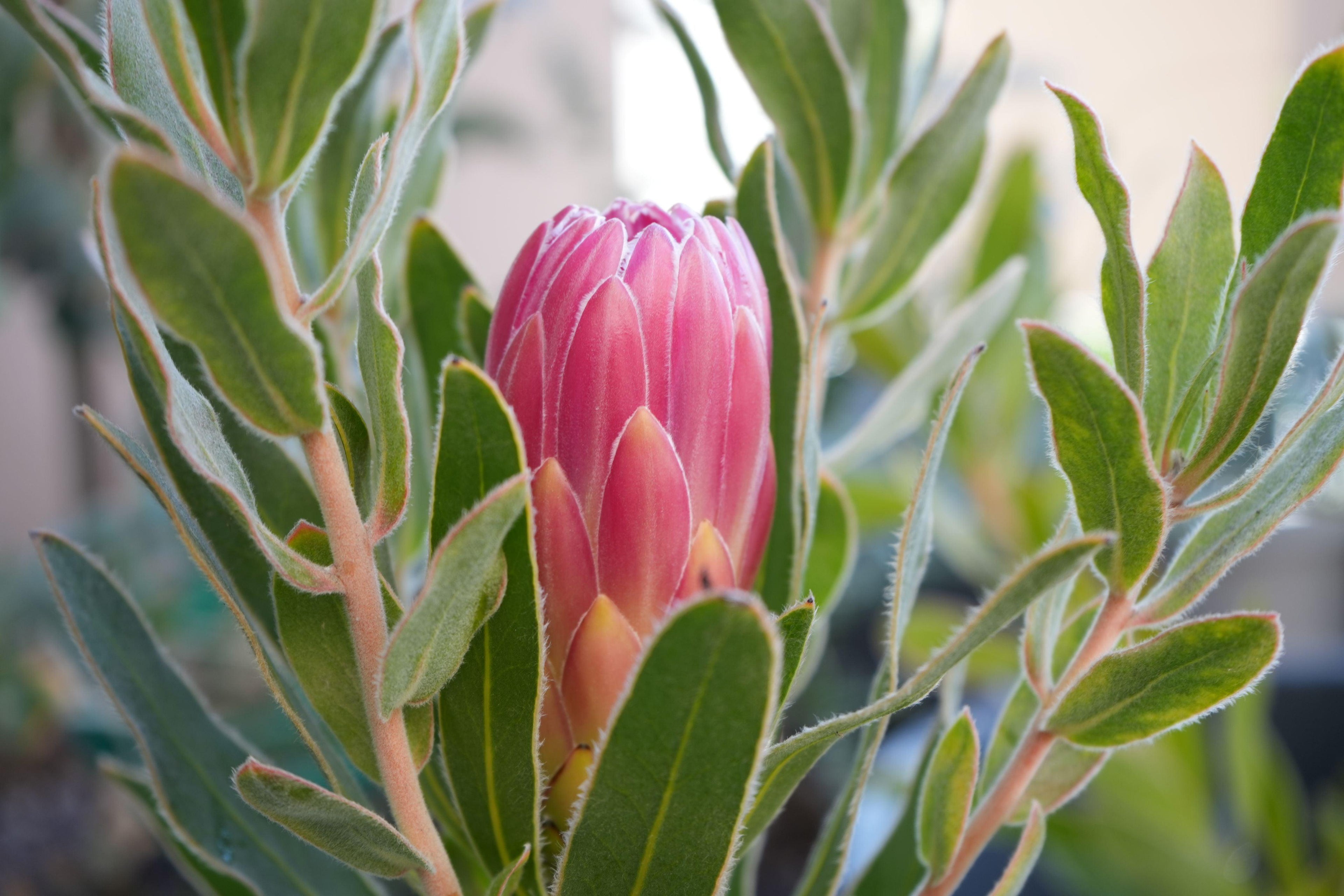 Close-up of a pink Protea brenda flower bud surrounded by green leaves