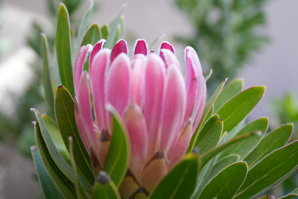 Close-up of a pink protea flower bud with green leaves, exotic plant macro photography