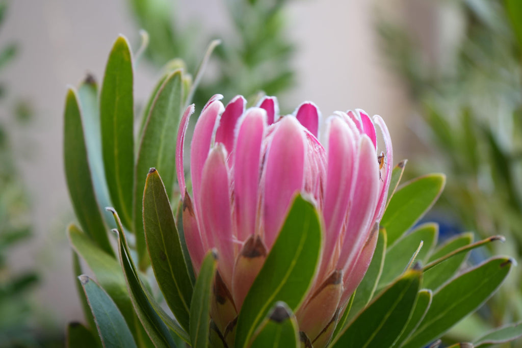 Close-up of a pink protea flower with green leaves outdoors