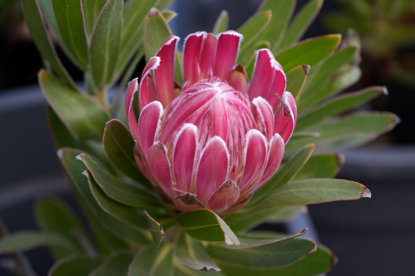 Protea 'Trish Compacta': Vibrant Pink Flowering Protea Plant - Bonte Farm