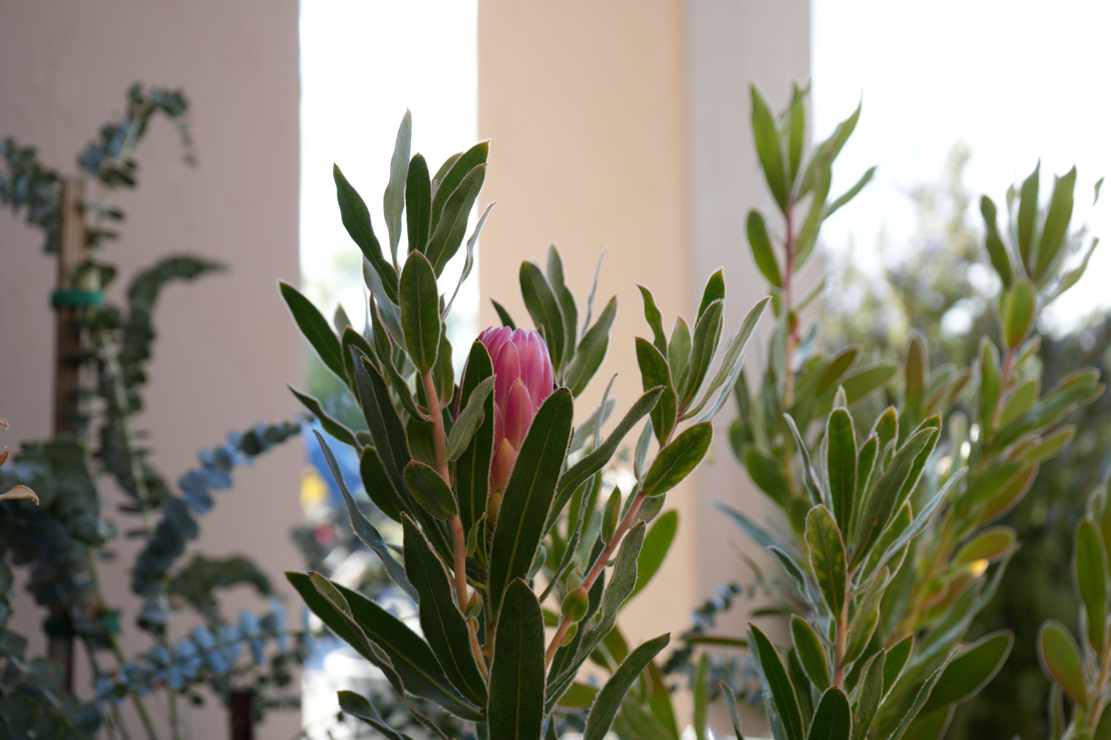 Protea Brenda plant with pink flower bud and green leaves in natural light
