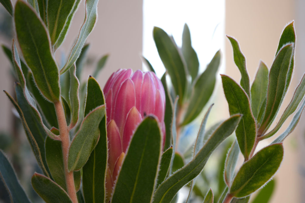 Pink Protea brenda bud with fuzzy green leaves in soft indoor light