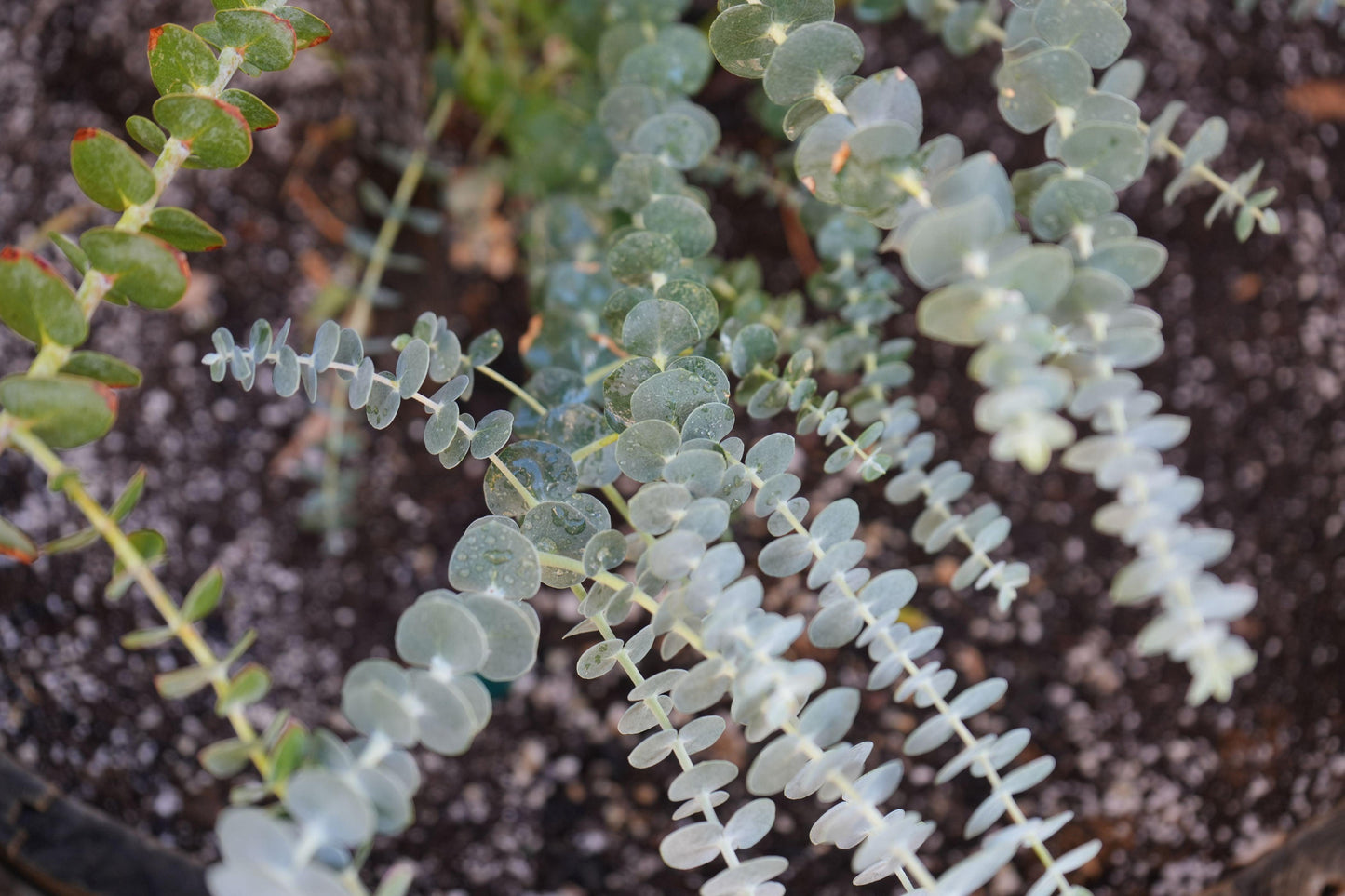 Eucalyptus 'Baby Blue': blue-green foliage and delicate white flowers - Bonte Farm