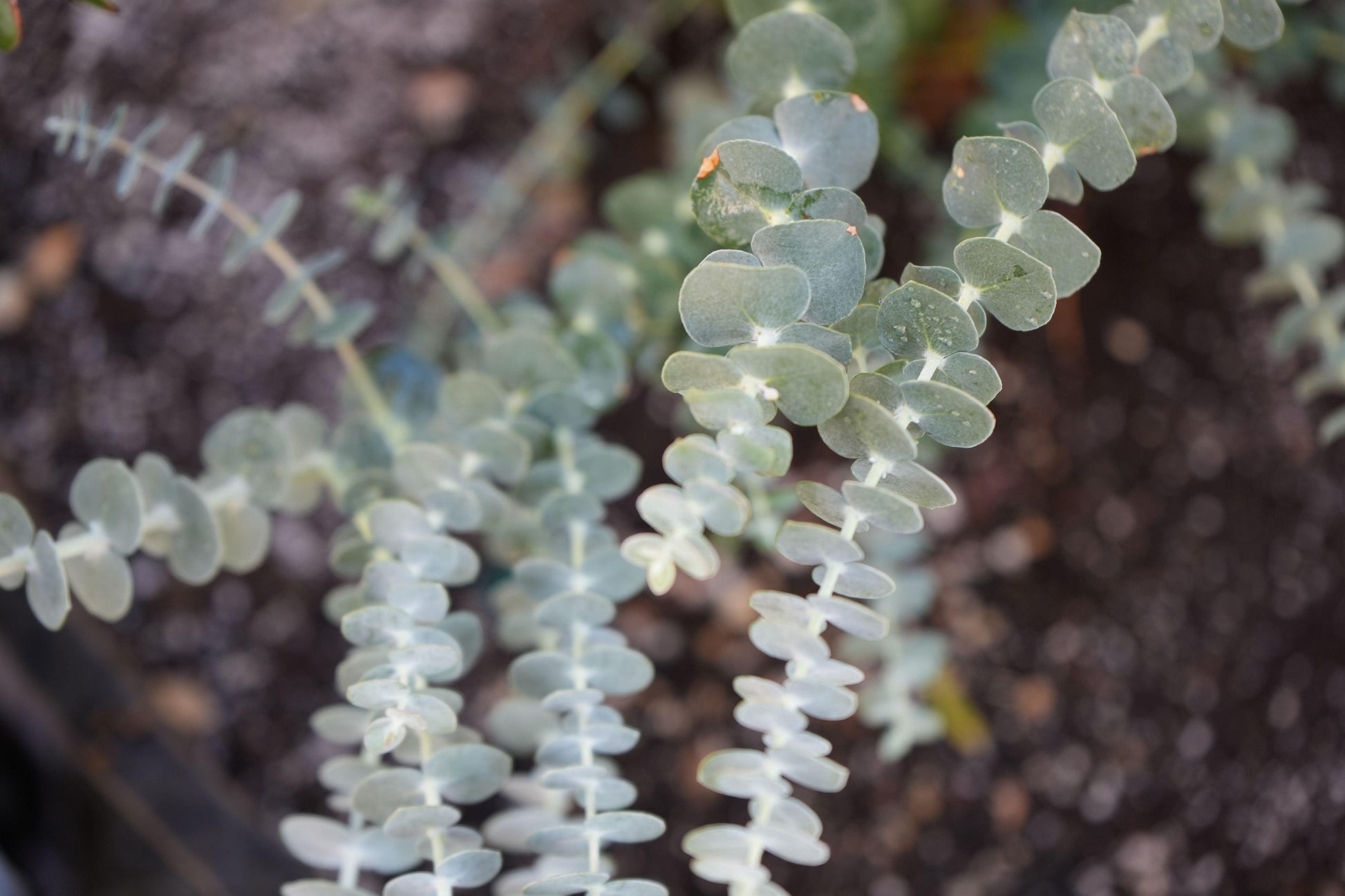 Eucalyptus 'Baby Blue': blue-green foliage and delicate white flowers - Bonte Farm