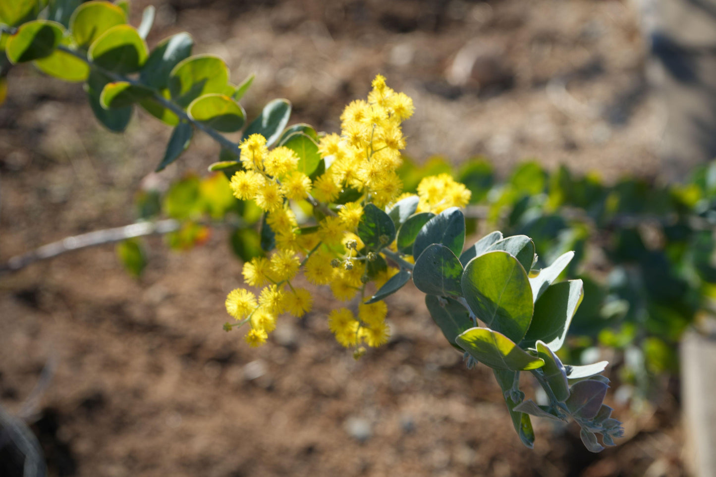 Acacia podalyriifolia: Pearl Acacia Magic, yellow pompom flowers - Bonte Farm