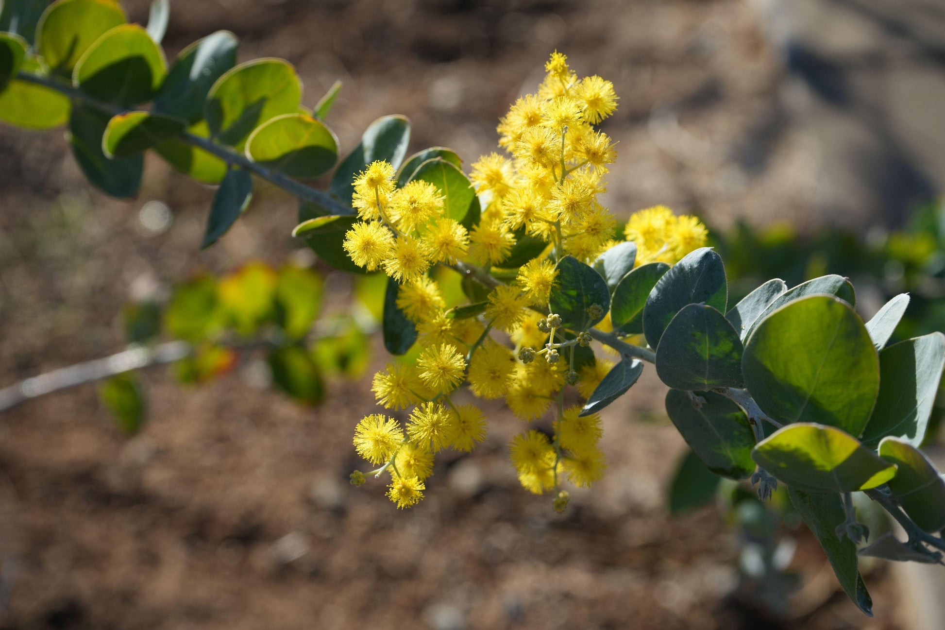 Acacia podalyriifolia: Pearl Acacia Magic, yellow pompom flowers - Bonte Farm