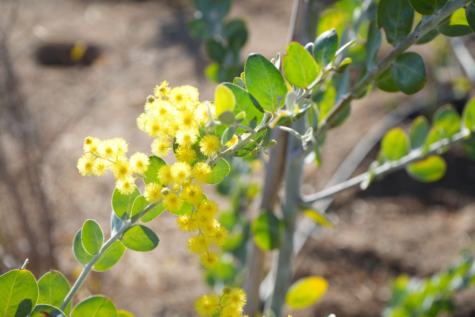 Acacia podalyriifolia: Pearl Acacia Magic, yellow pompom flowers - Bonte Farm