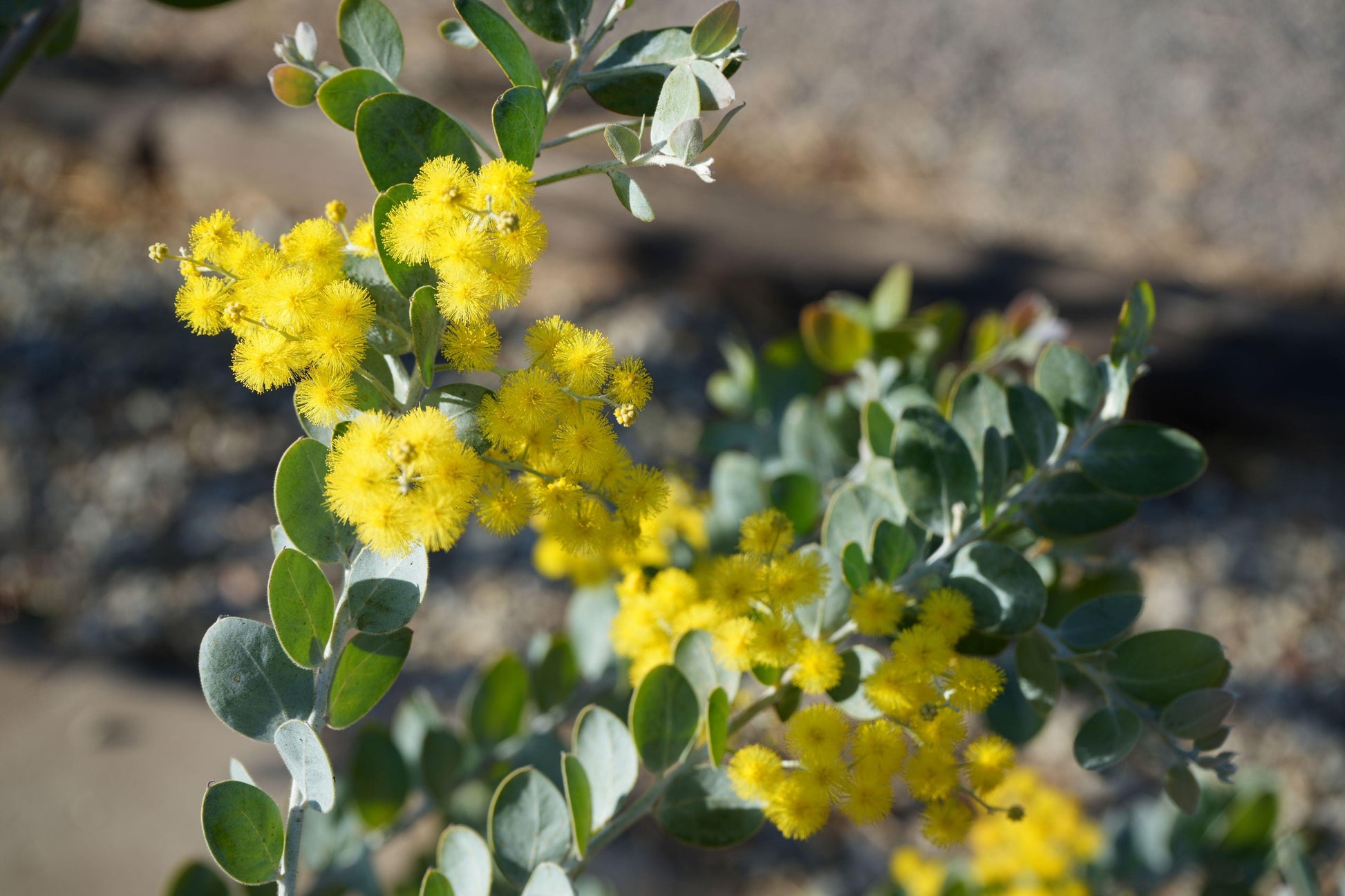 Acacia podalyriifolia: Pearl Acacia Magic, yellow pompom flowers - Bonte Farm