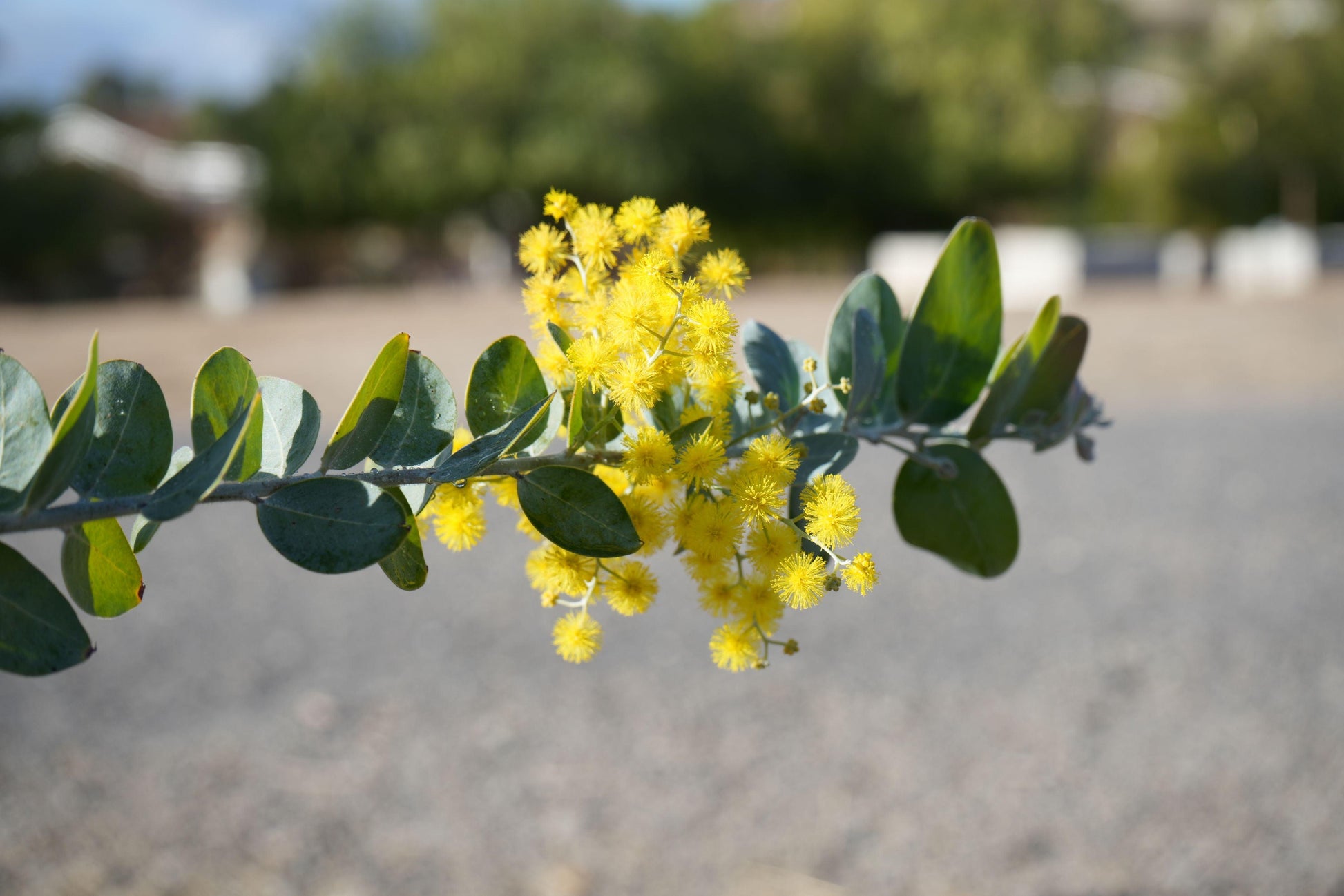Acacia podalyriifolia: Pearl Acacia Magic, yellow pompom flowers - Bonte Farm