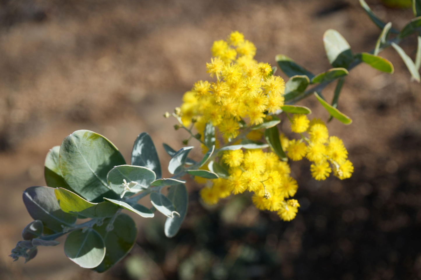Acacia podalyriifolia: Pearl Acacia Magic, yellow pompom flowers - Bonte Farm