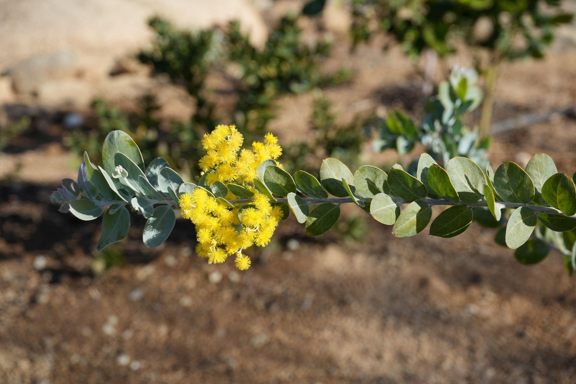 Acacia podalyriifolia: Pearl Acacia Magic, yellow pompom flowers - Bonte Farm