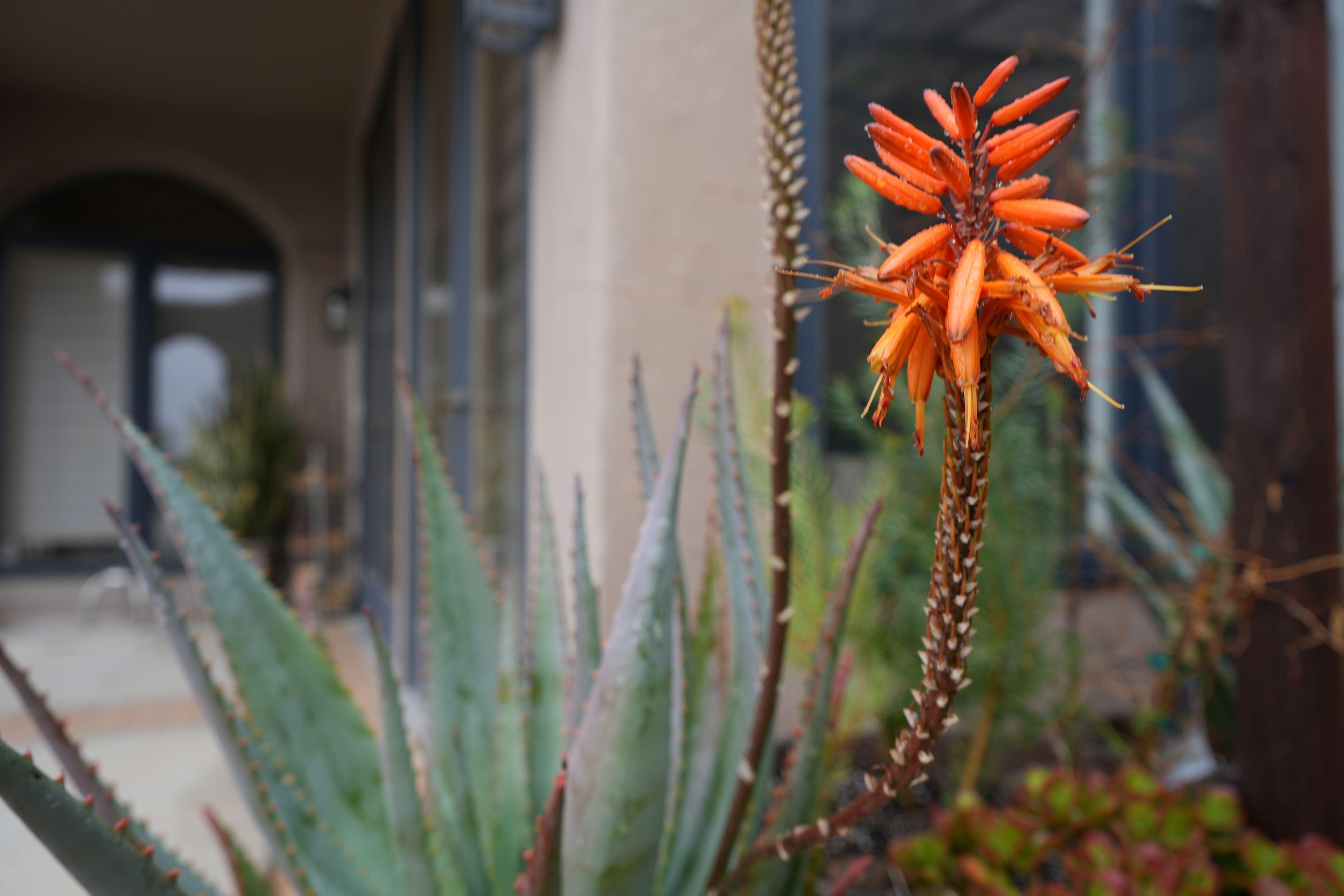 Aloe tangerine plant with tall orange flower spike in a garden setting