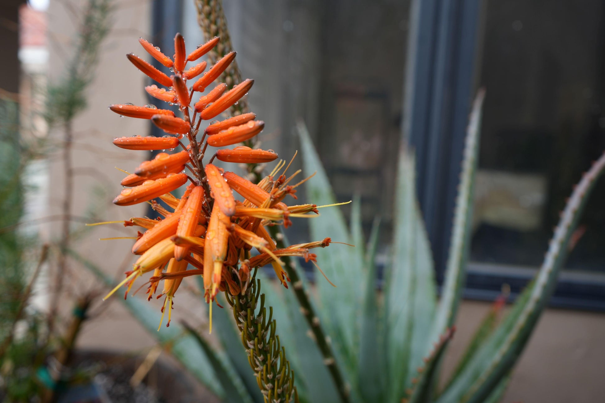 Aloe arborescens x ferox 'Tangerine': A Fiery Succulent - Bonte Farm