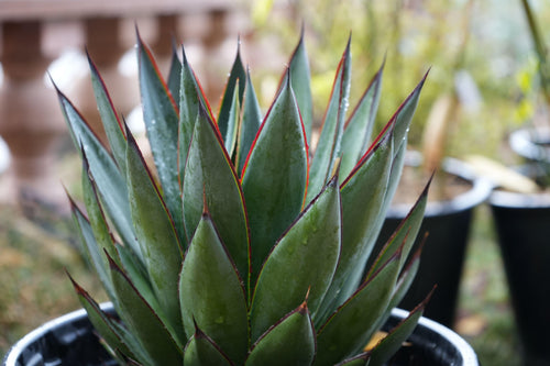 Agave Blue Glow succulent plant with pointed leaves and red edges in a nursery pot