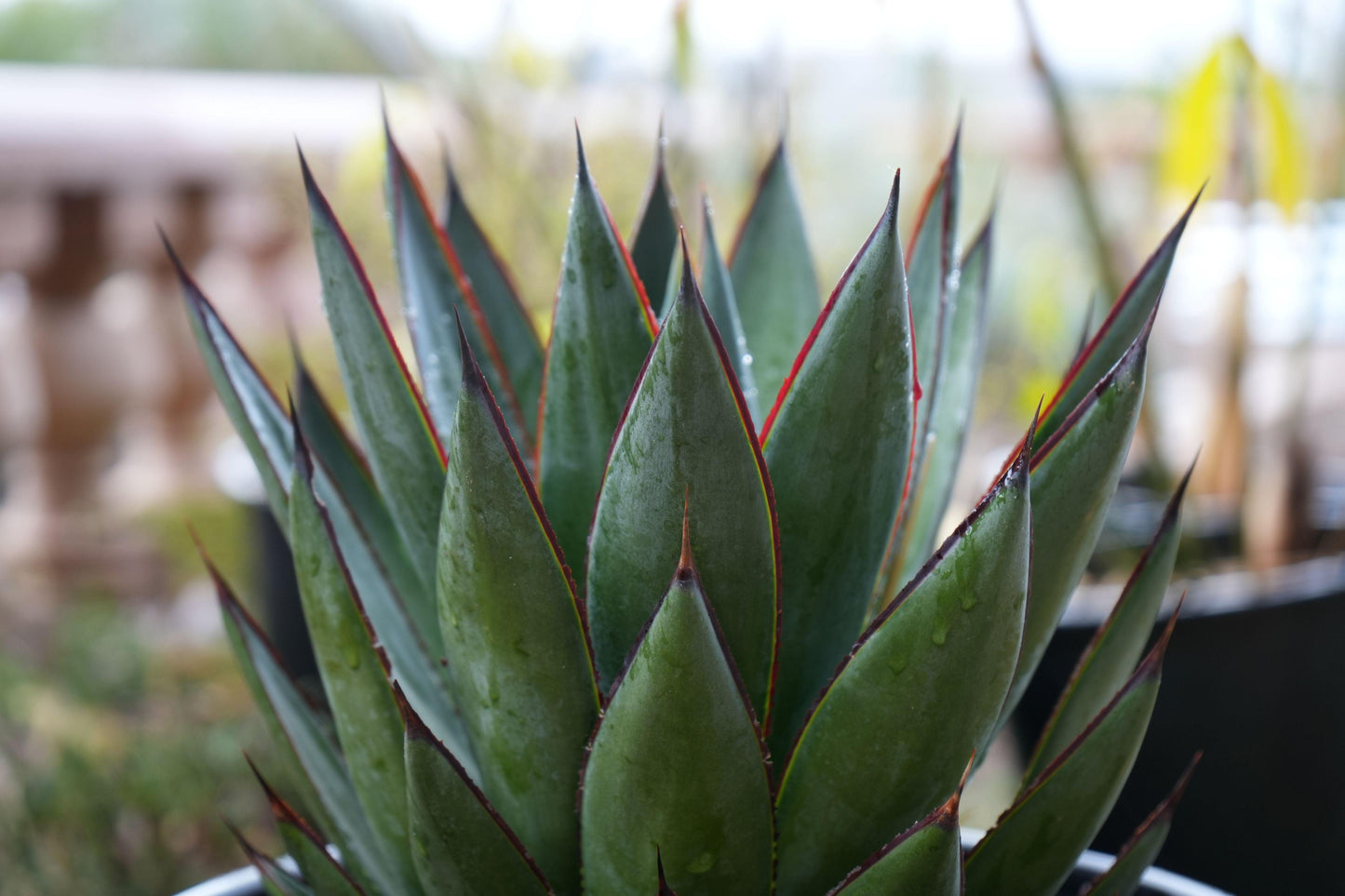 Agave Blue Glow: A Serene Splash of Color - Bonte Farm