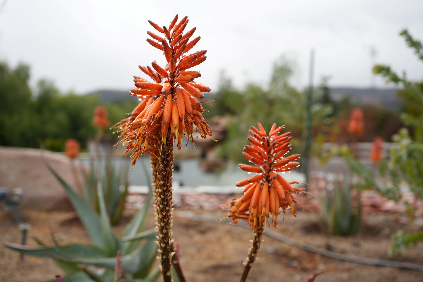 Aloe arborescens x ferox 'Tangerine': A Fiery Succulent - Bonte Farm