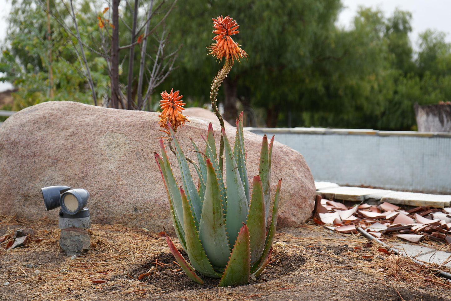Aloe arborescens x ferox 'Tangerine': A Fiery Succulent - Bonte Farm