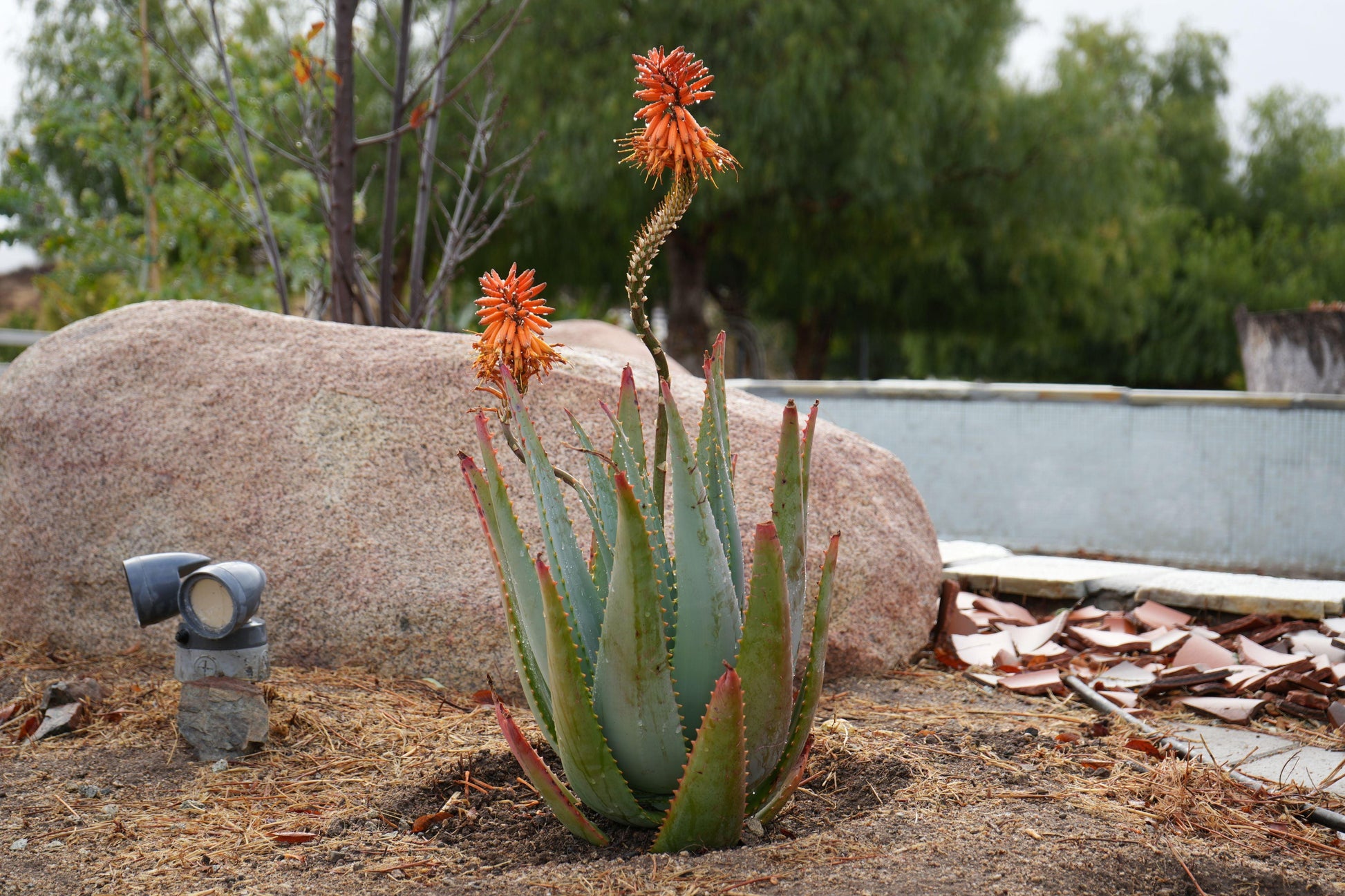 Aloe arborescens x ferox 'Tangerine': A Fiery Succulent - Bonte Farm