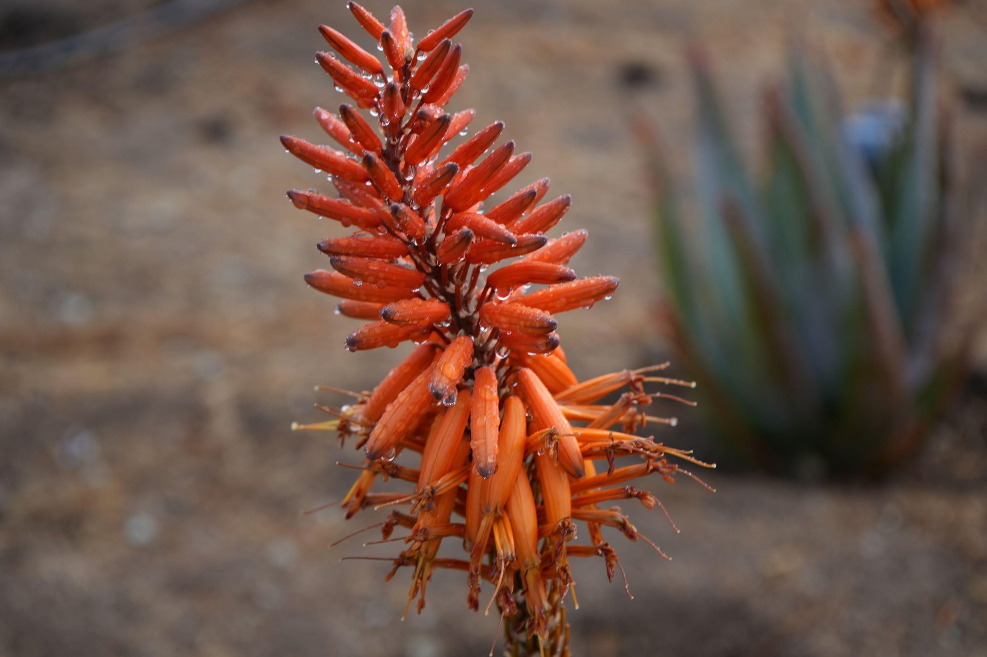 Aloe arborescens x ferox 'Tangerine': A Fiery Succulent - Bonte Farm