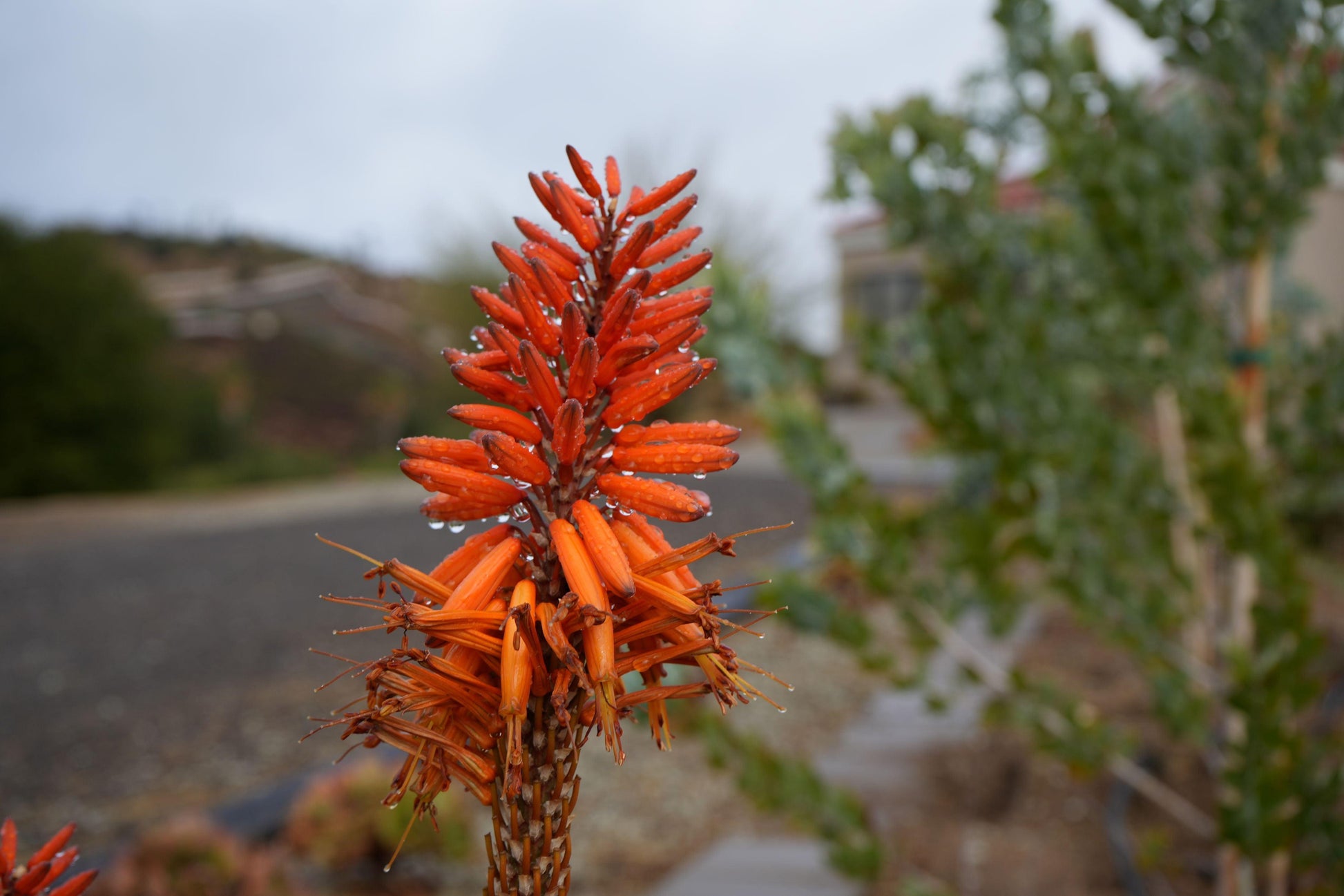 Aloe arborescens x ferox 'Tangerine': A Fiery Succulent - Bonte Farm