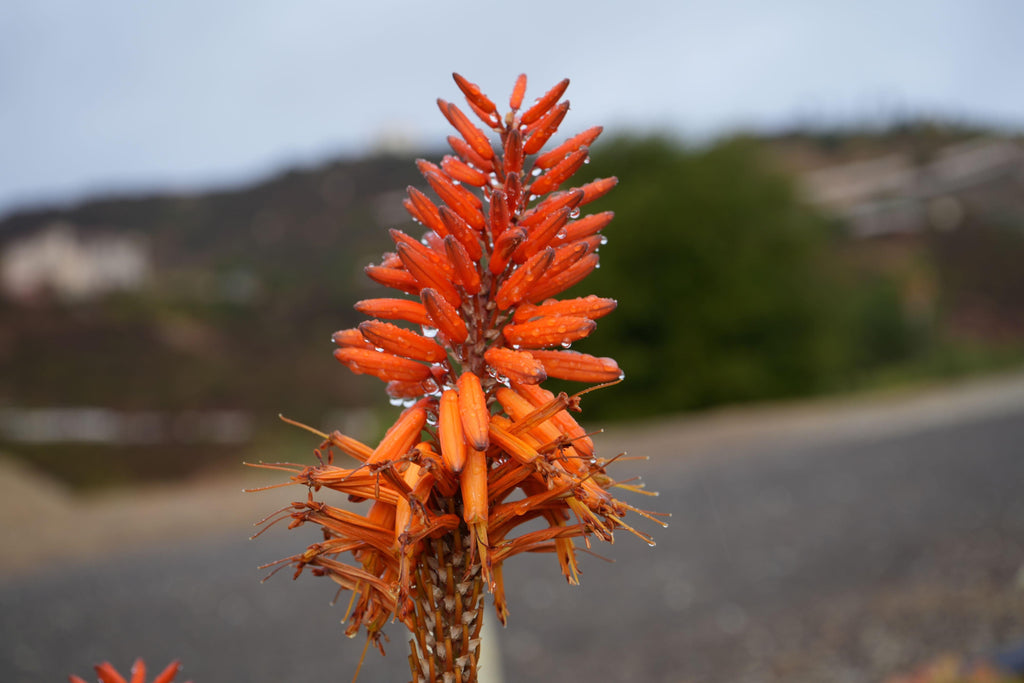 Close-up of orange aloe tangerine flower spike with water droplets outdoors