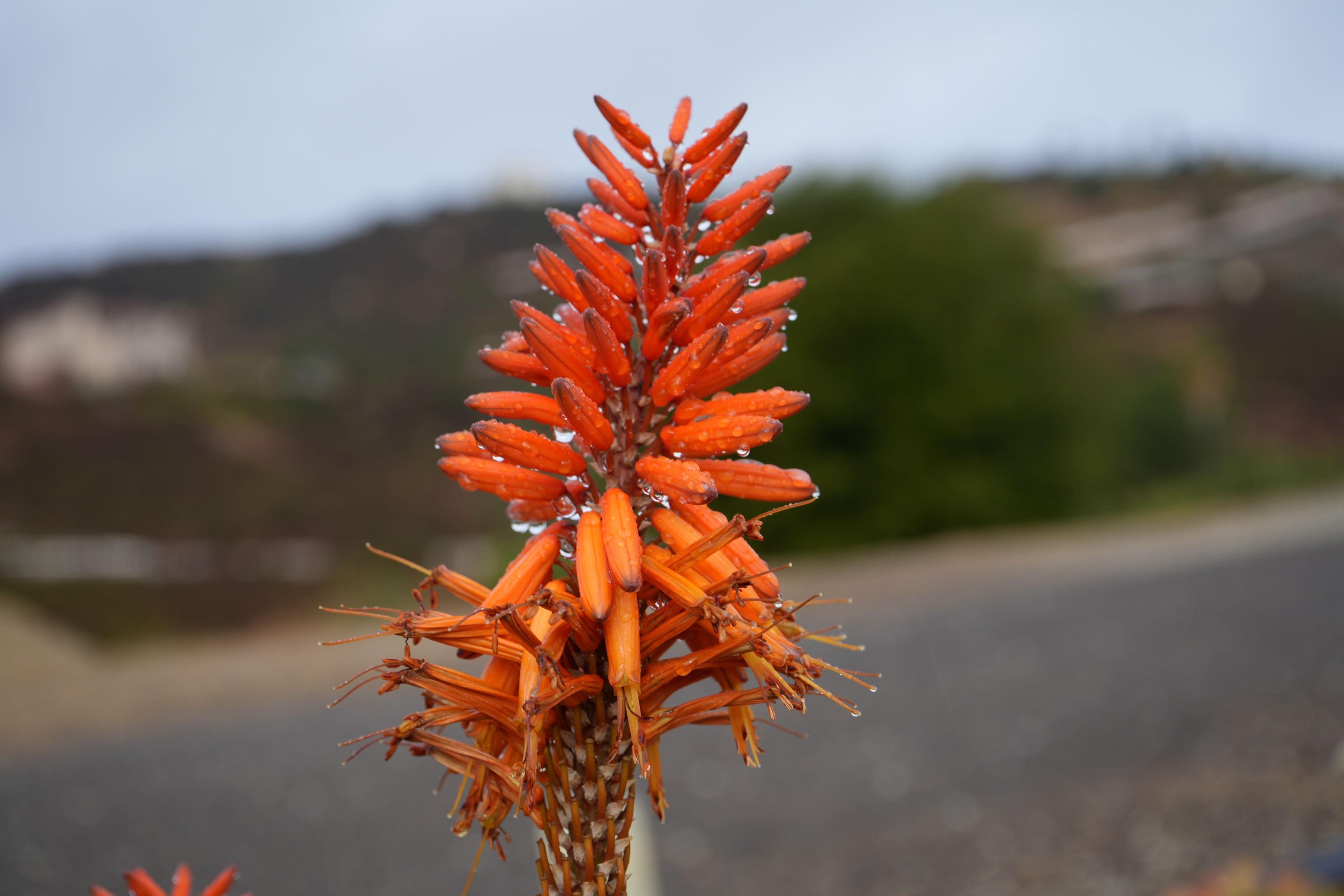 Close-up of orange aloe tangerine flower spike with water droplets outdoors
