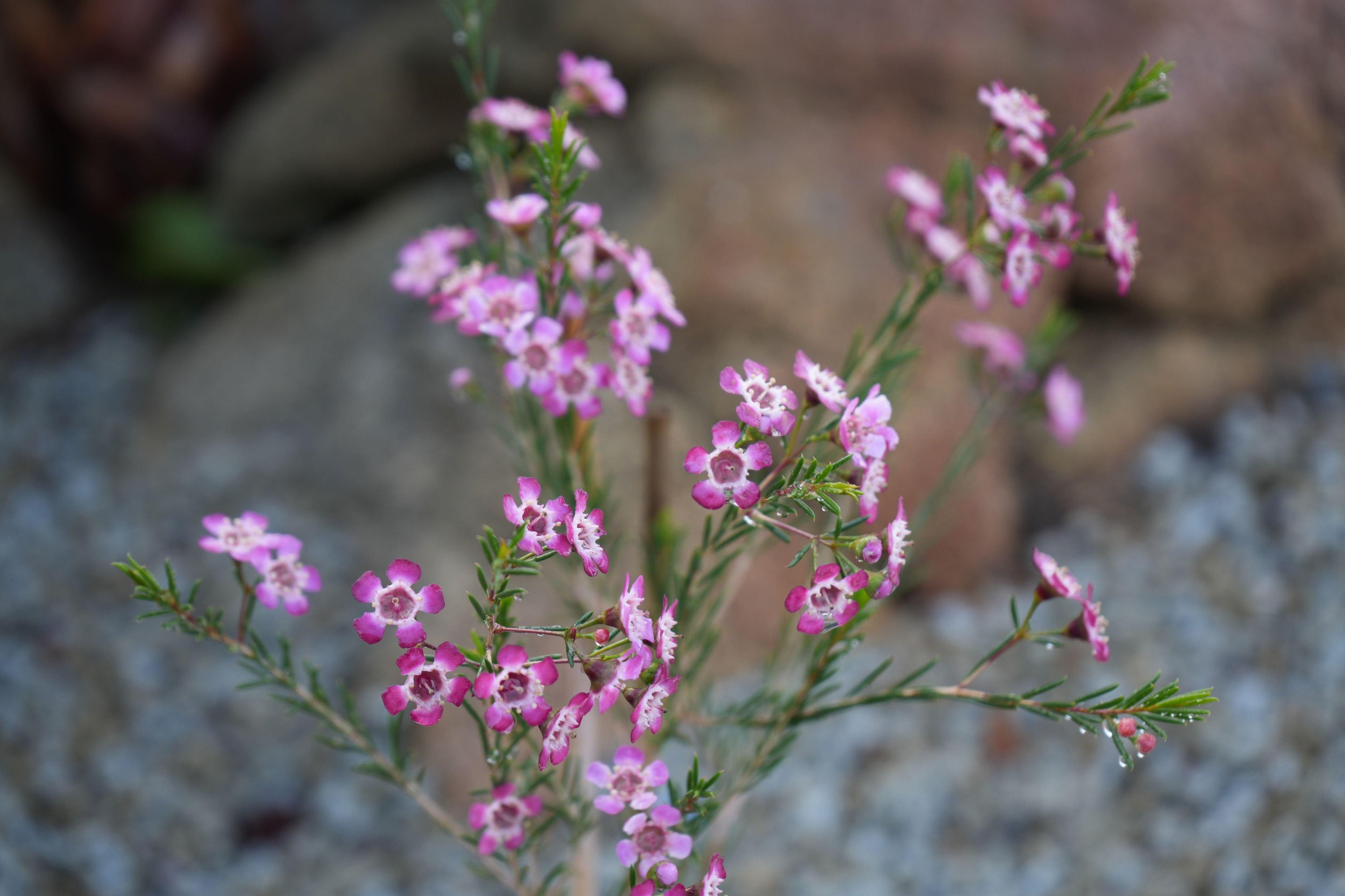 Close-up of blooming pink waxflower plant with green foliage and textured background