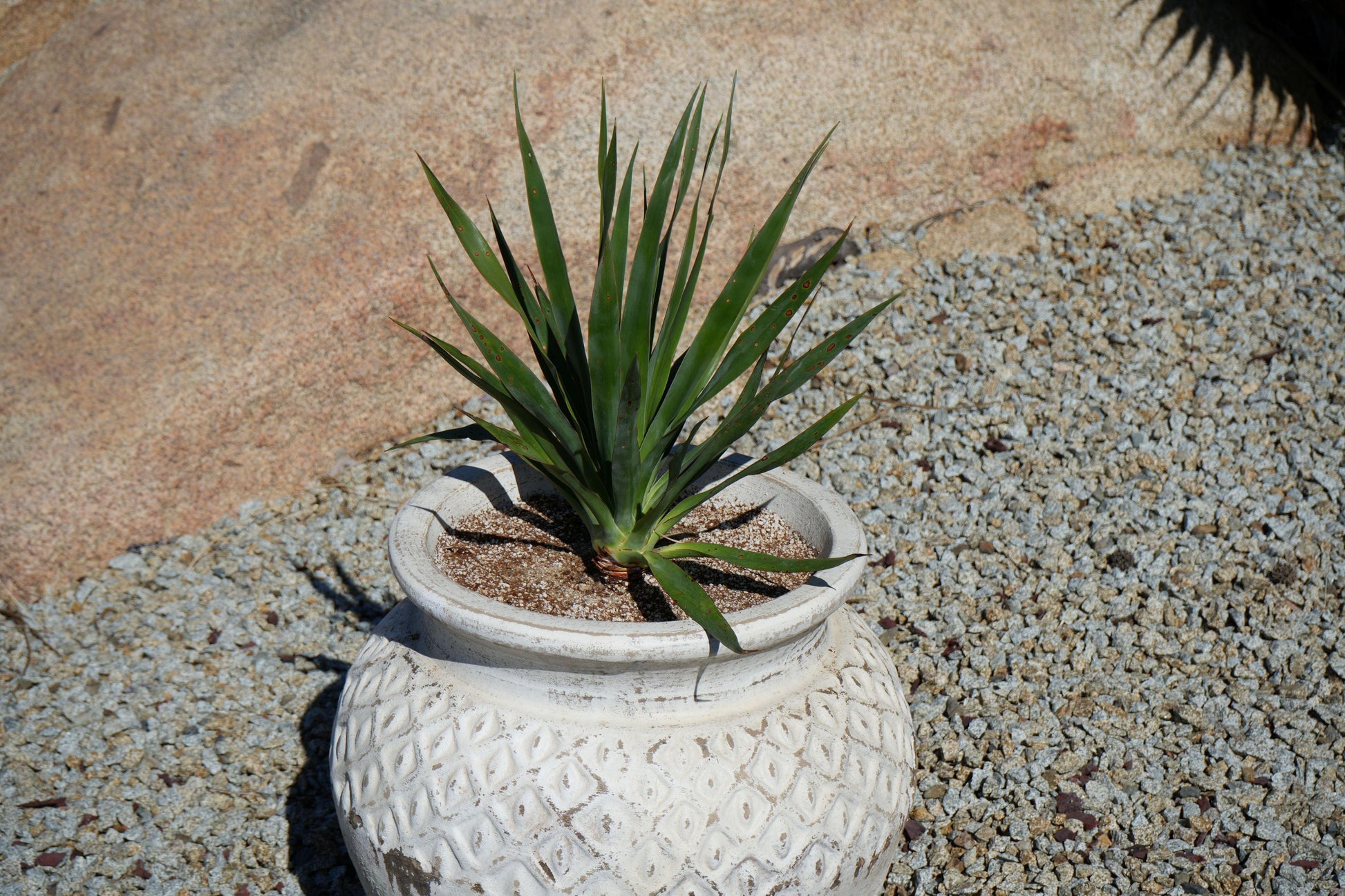 Dracaena draco: The Majestic Dragon Tree for Your Landscape - Bonte Farm
