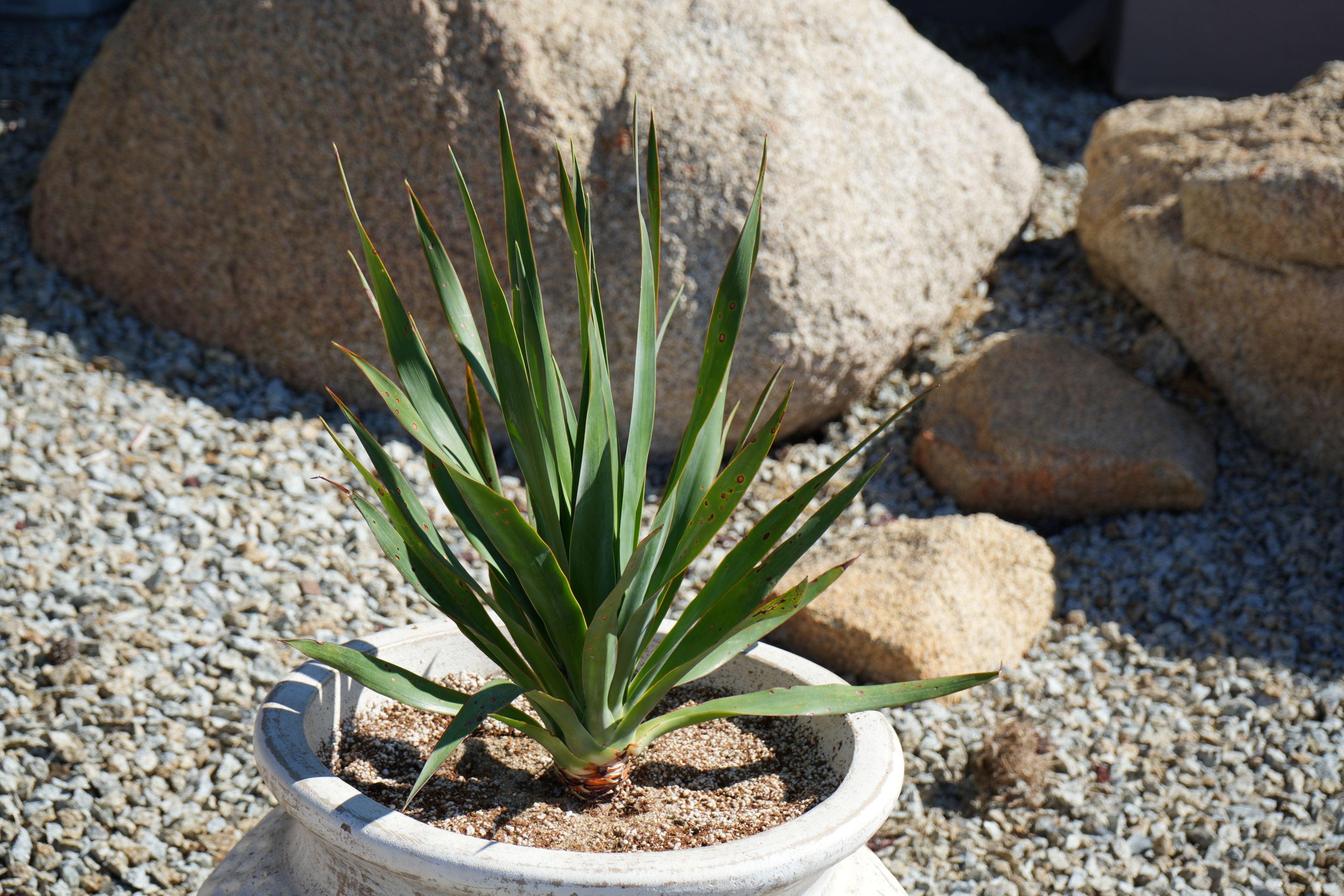 Dragon tree plant in a white pot, outdoors on gravel with large rocks in background
