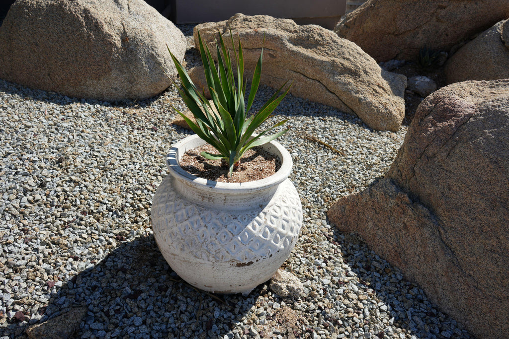 Dragon tree in decorative white planter on gravel surrounded by large rocks, outdoor setting
