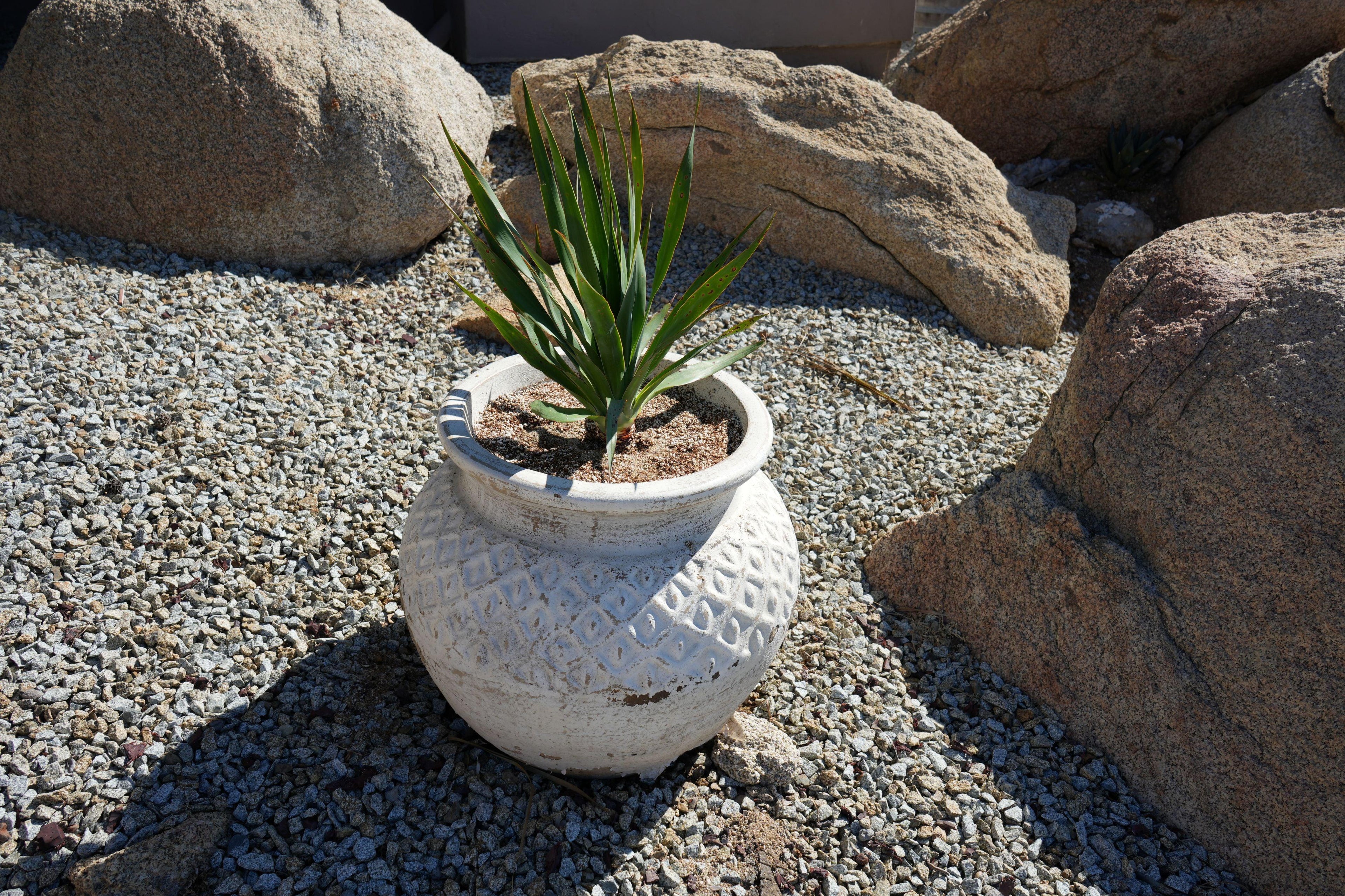 Dragon tree in decorative white planter on gravel surrounded by large rocks, outdoor setting