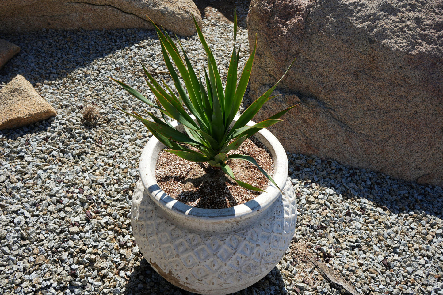 Dracaena draco: The Majestic Dragon Tree for Your Landscape - Bonte Farm