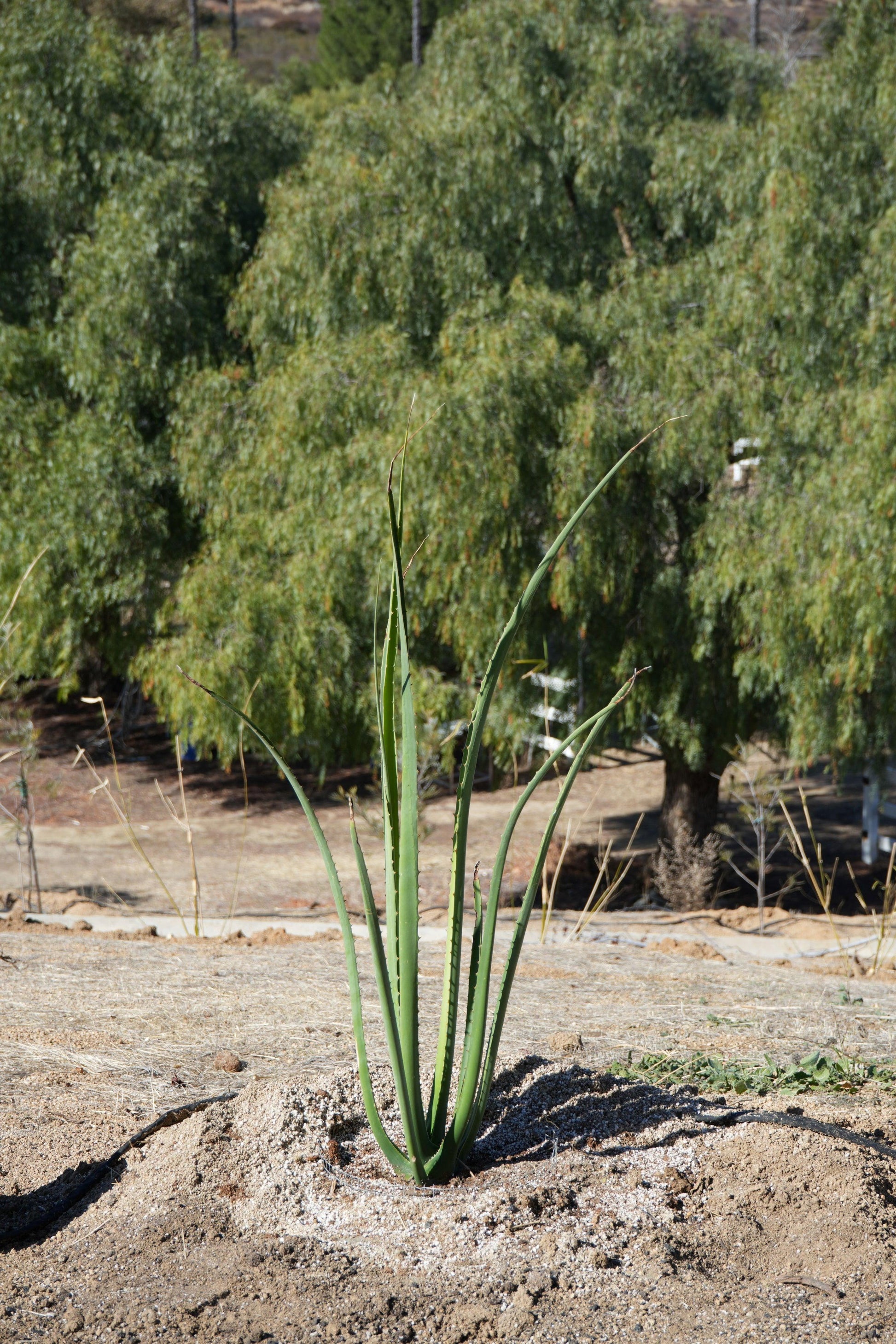 Furcraea macdougalii: Perfect for Drought-Tolerant Gardens - Bonte Farm