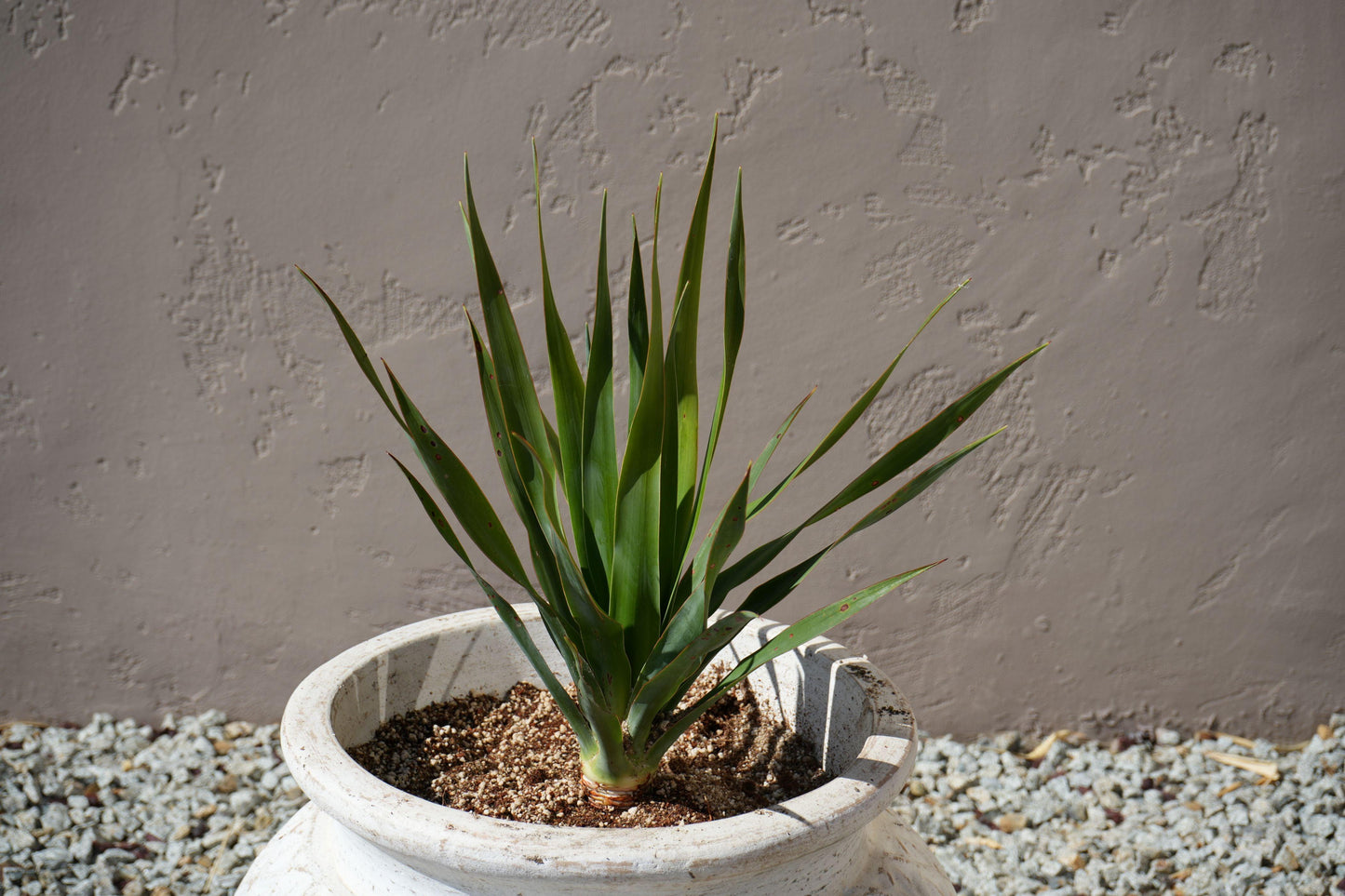 Dracaena draco: The Majestic Dragon Tree for Your Landscape - Bonte Farm