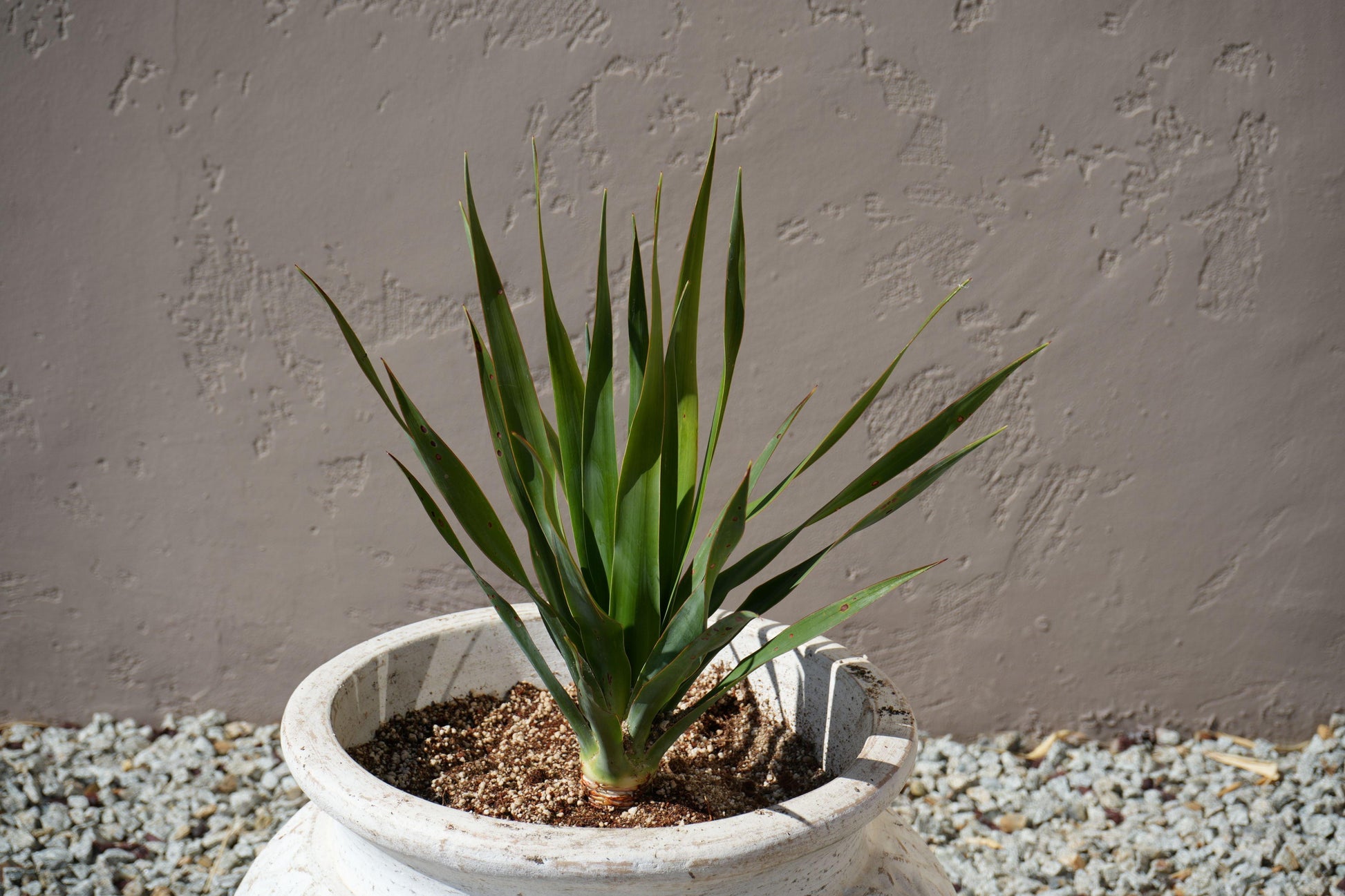 Dracaena draco: The Majestic Dragon Tree for Your Landscape - Bonte Farm