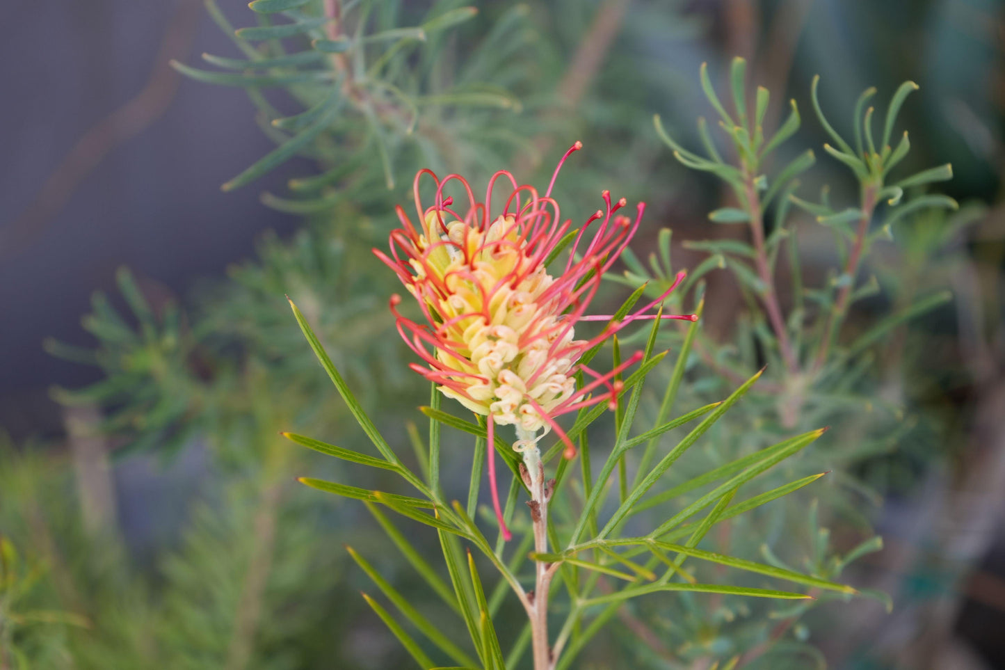 Grevillea 'Kings Rainbow': A Burst of Color, Hardy Beauty - Bonte Farm