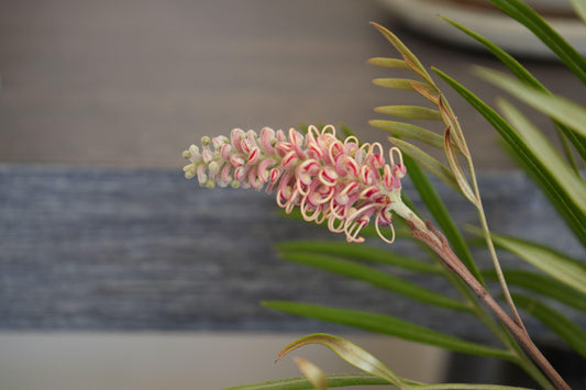 Grevillea 'Misty Mint': A Breath of Fresh Air for Your Garden - Bonte Farm