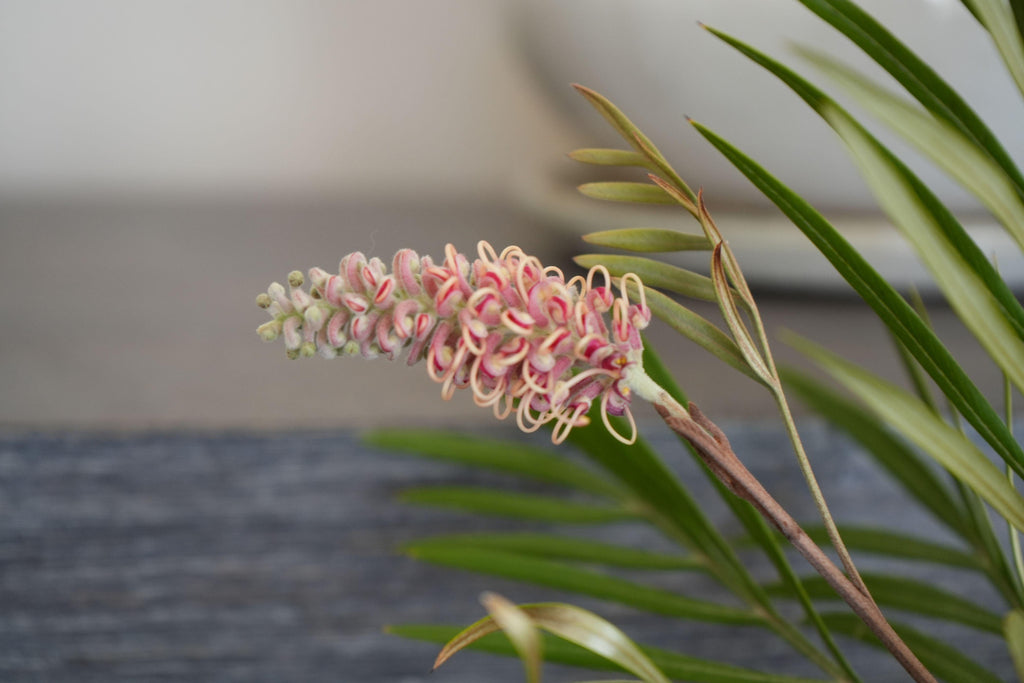Grevillea Misty Mint flower with pink and cream curled petals and green foliage