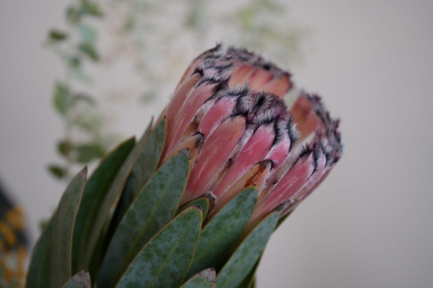 Protea Pink Mink: A Vibrant Addition to Your Garden - Bonte Farm