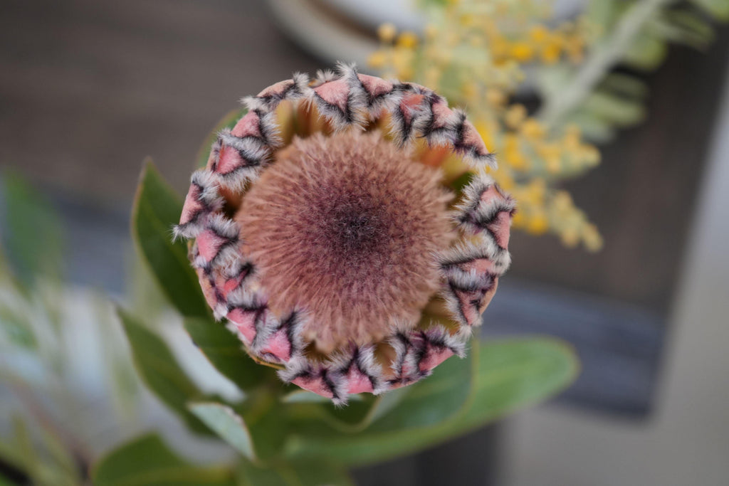 Close-up of pink mink protea flower with fuzzy petals and green leaves