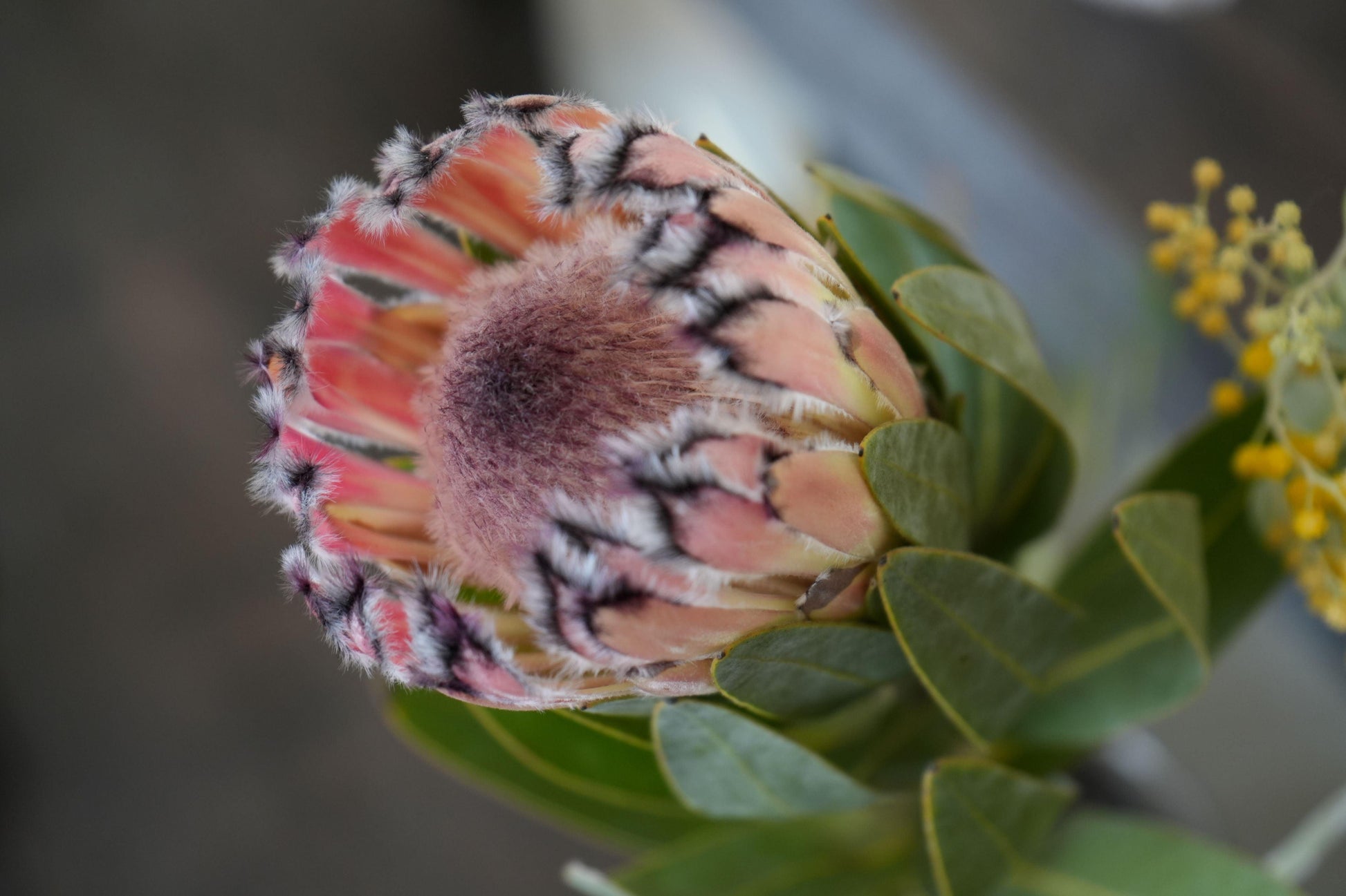 Protea Pink Mink: A Vibrant Addition to Your Garden - Bonte Farm