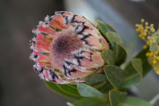 Protea Pink Mink: A Vibrant Addition to Your Garden - Bonte Farm