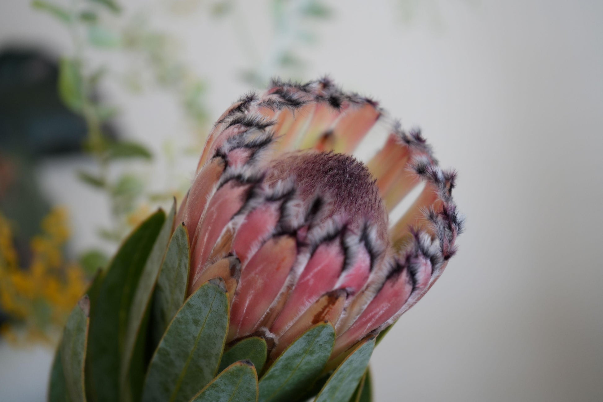 Protea Pink Mink: A Vibrant Addition to Your Garden - Bonte Farm