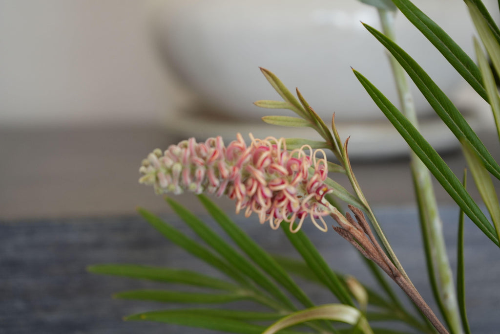 Grevillea Misty Mint close-up, showcasing pink curled flower and slender green leaves.