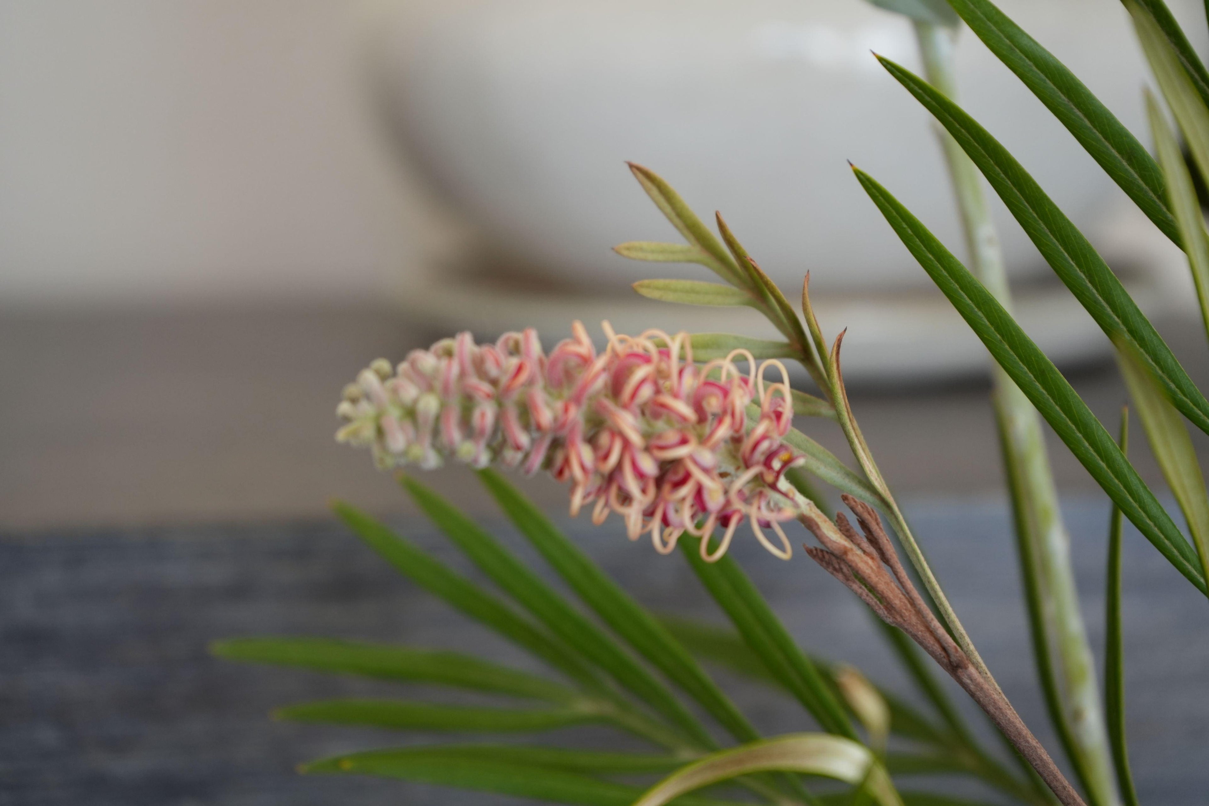 Grevillea Misty Mint close-up, showcasing pink curled flower and slender green leaves.