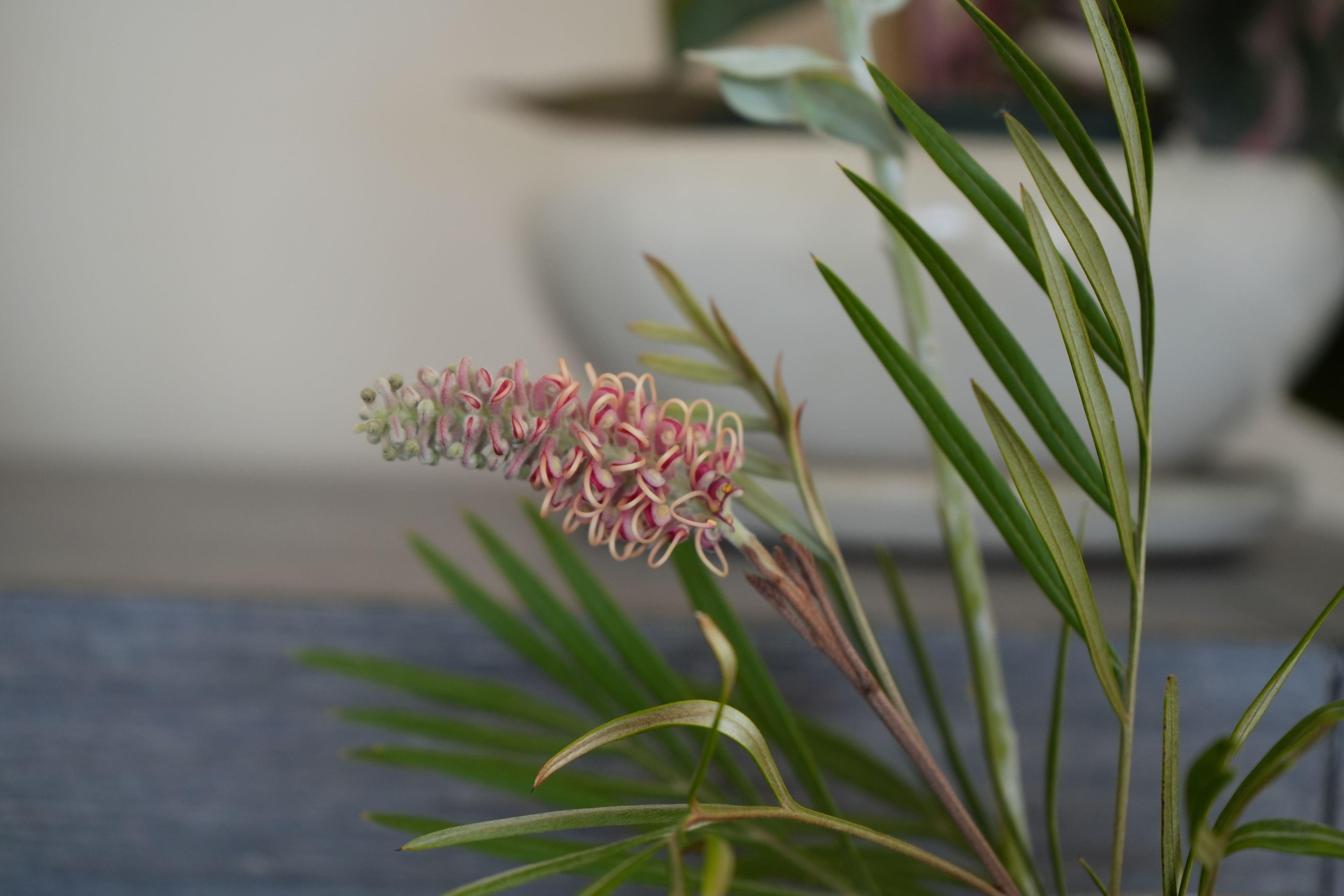 Grevillea Misty Mint plant with pink and cream curled flowers and slender green leaves