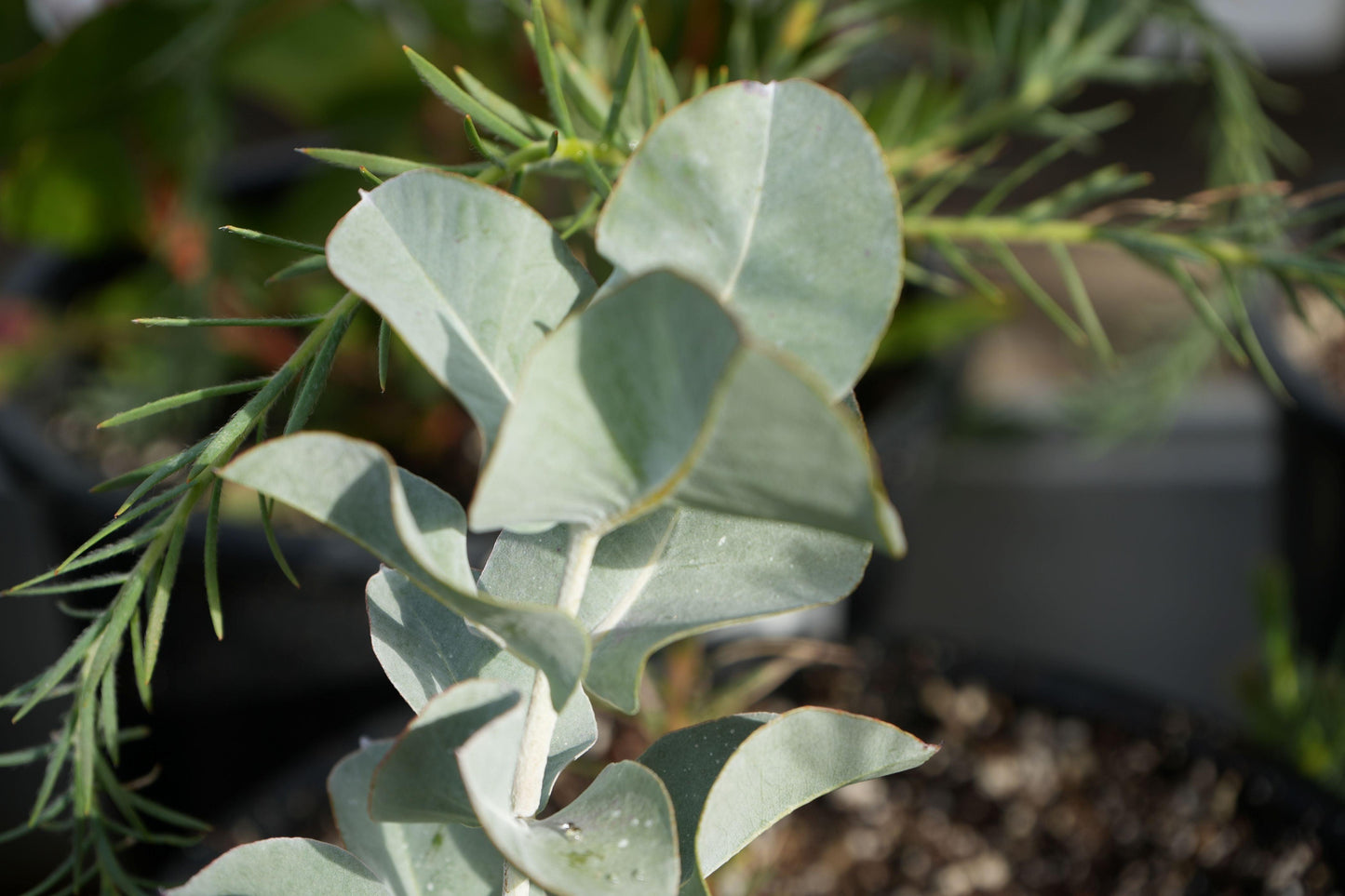 Eucalyptus macrocarpa: The Spectacular Rose of the West - Bonte Farm