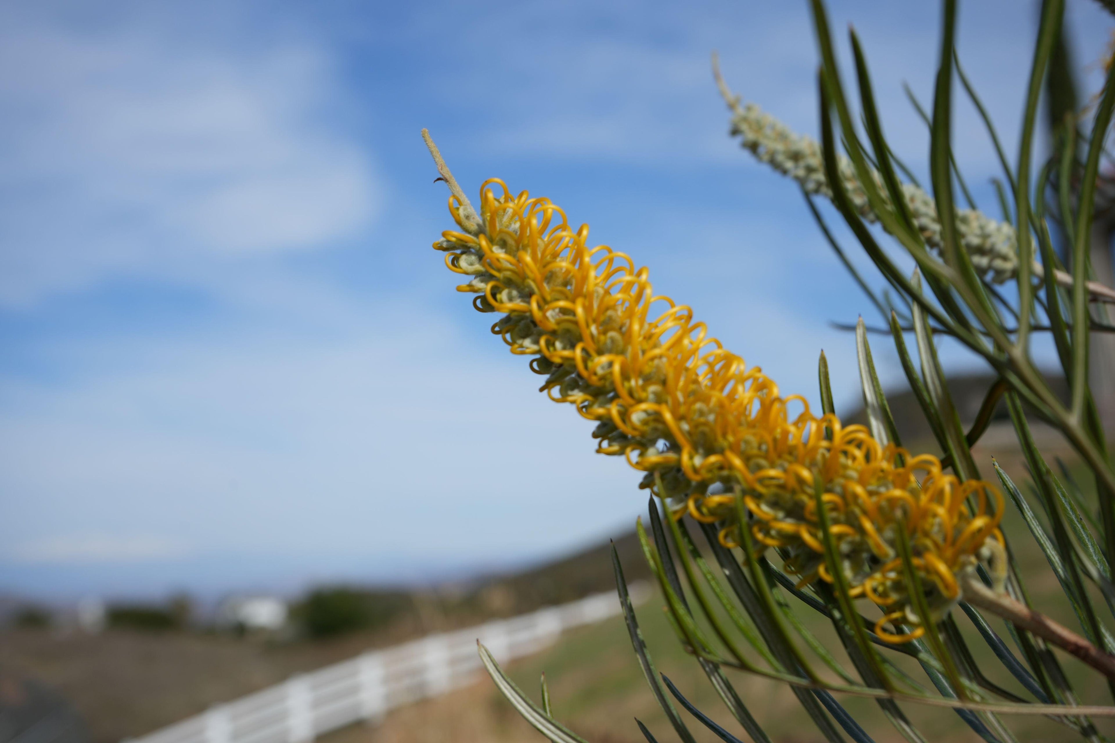 Grevillea Sandra Gordon yellow flower spike with green foliage outdoors against blue sky