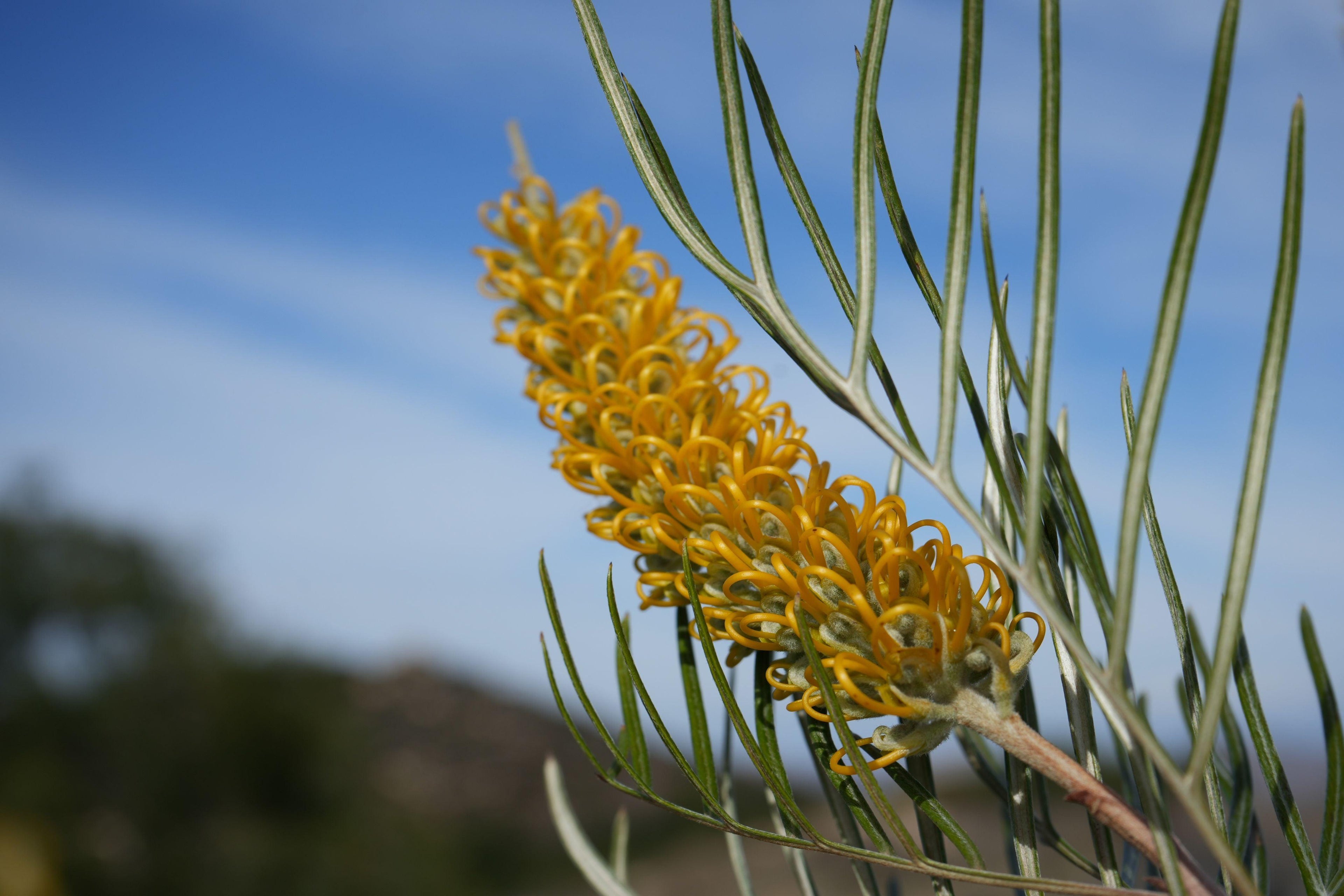 Grevillea Sandra Gordon yellow flower spike with slender green leaves against blue sky